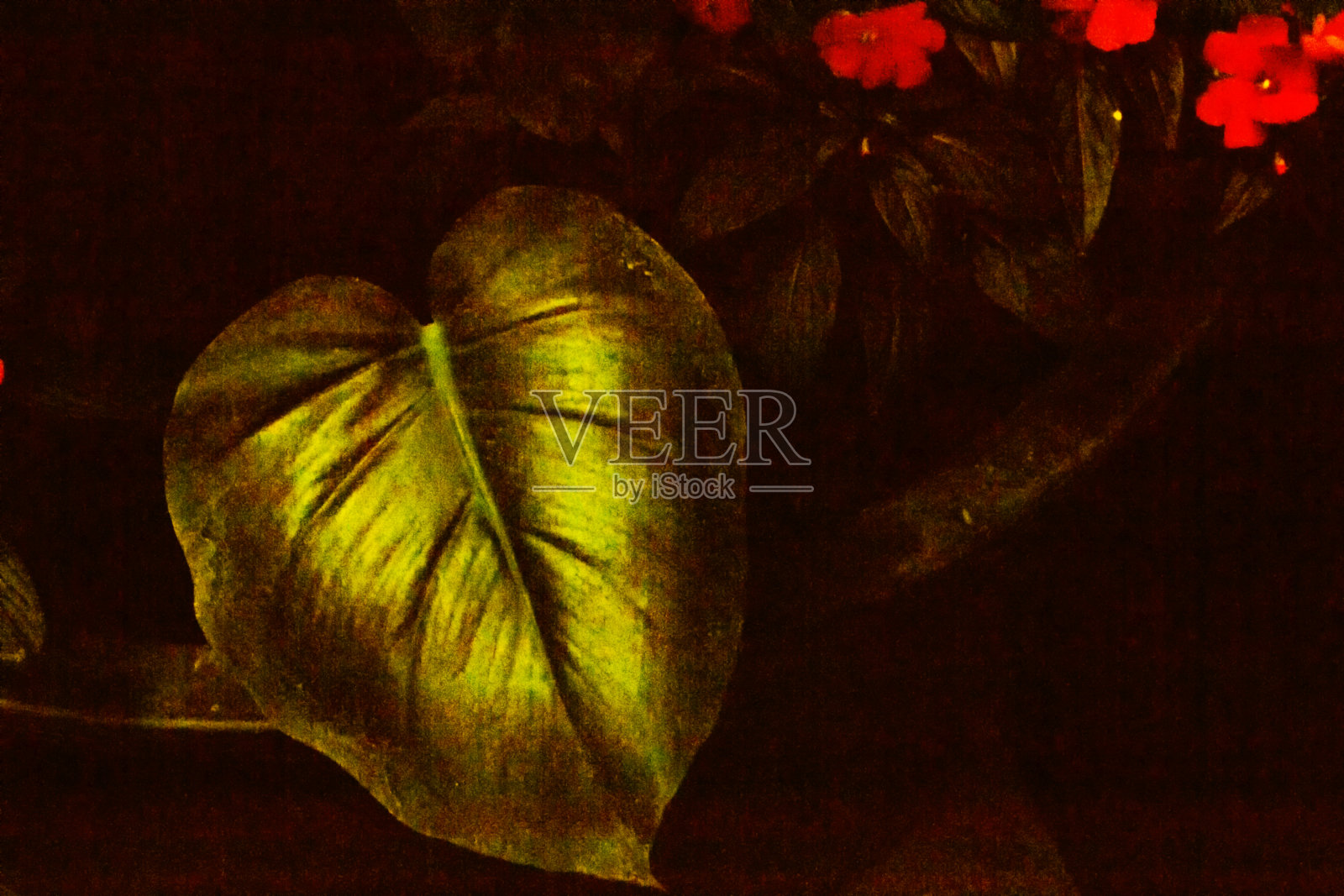 异国情调的蓬莱蕉花。照片摄影图片