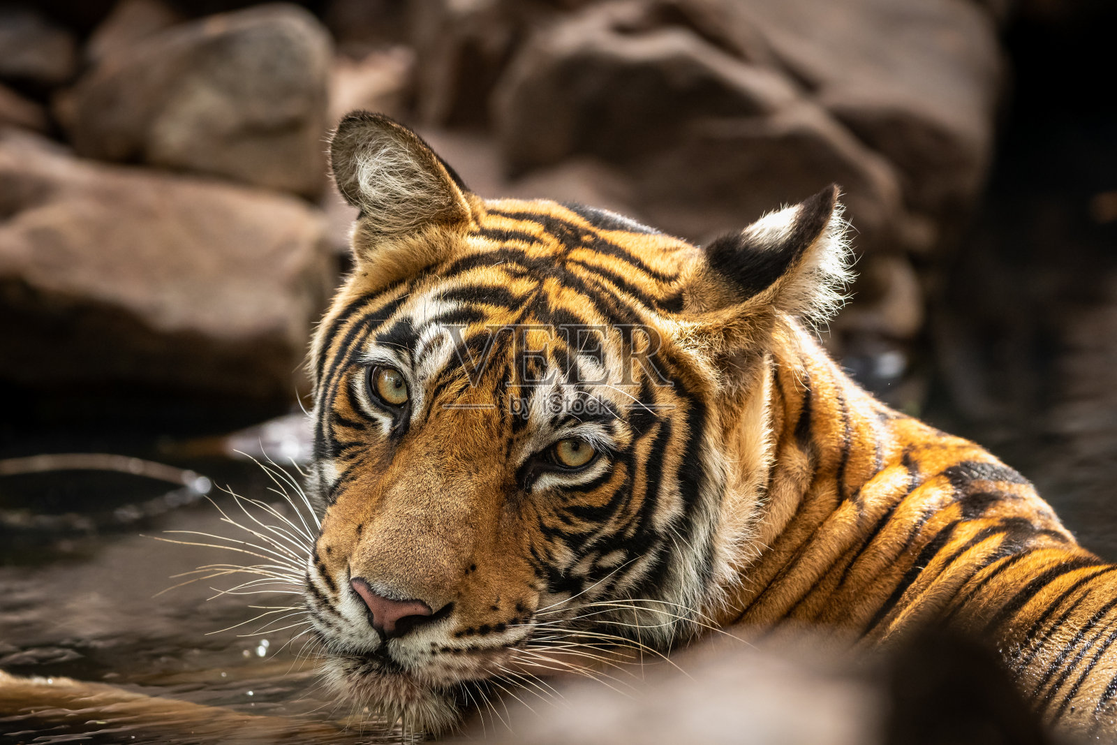 在印度老虎重新安置项目下，MT2成为了该国家公园的第一只母老虎，现已转移到穆昆德拉虎保护区照片摄影图片