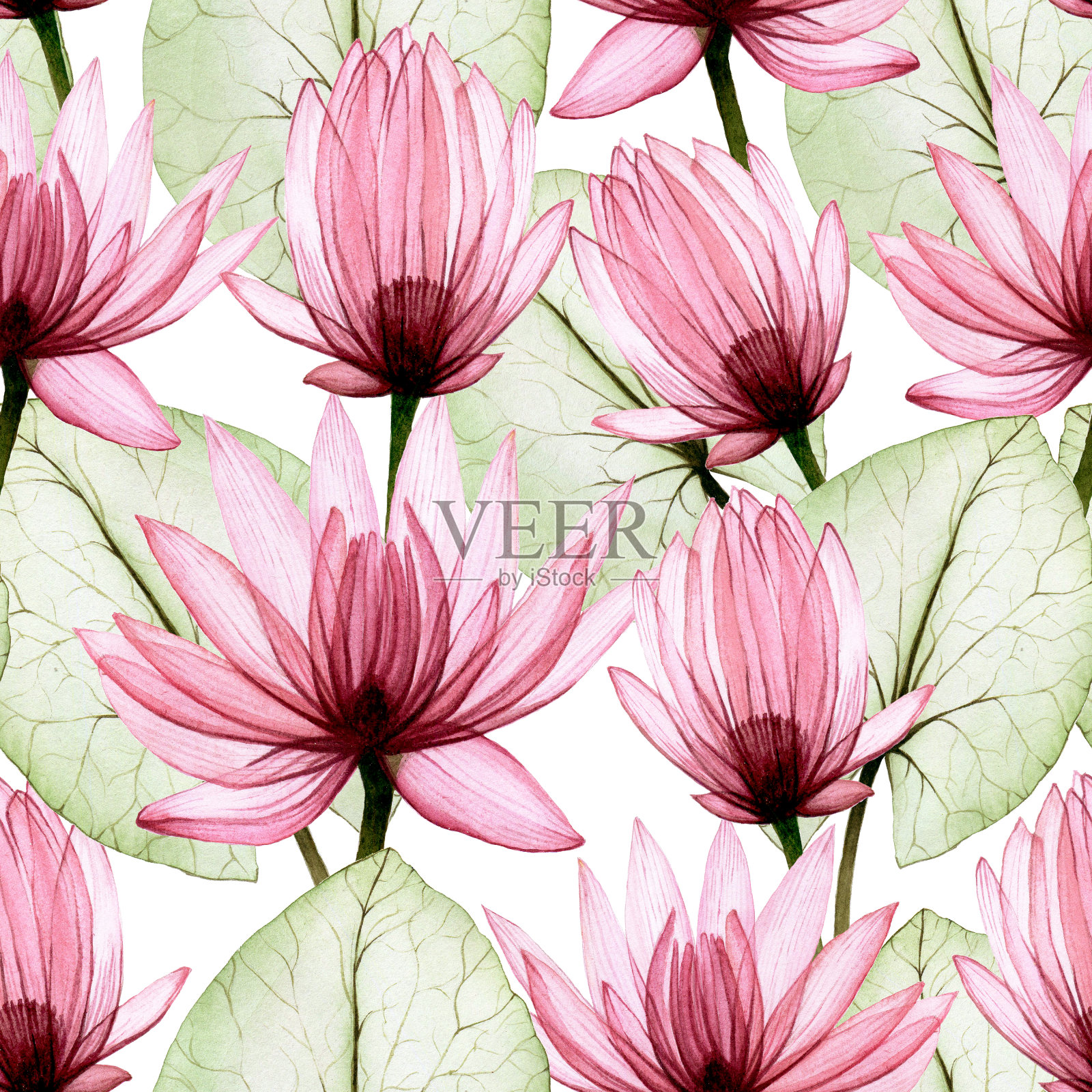 无缝水彩图案与透明的花和荷叶。粉红色透明的莲花，x光，在白色的背景上。美丽的花朵象征着日本、中国。设计织物，墙纸设计元素图片