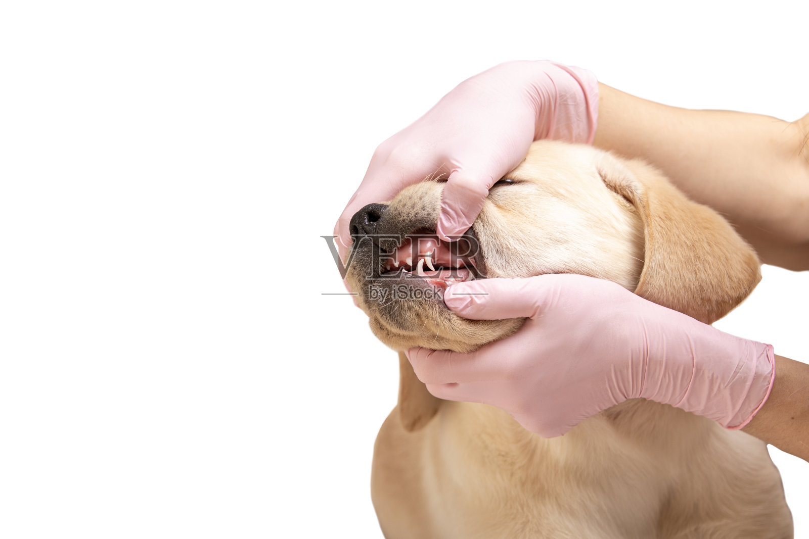 兽医将拉布拉多幼犬的牙齿隔离在白色背景上进行检查照片摄影图片