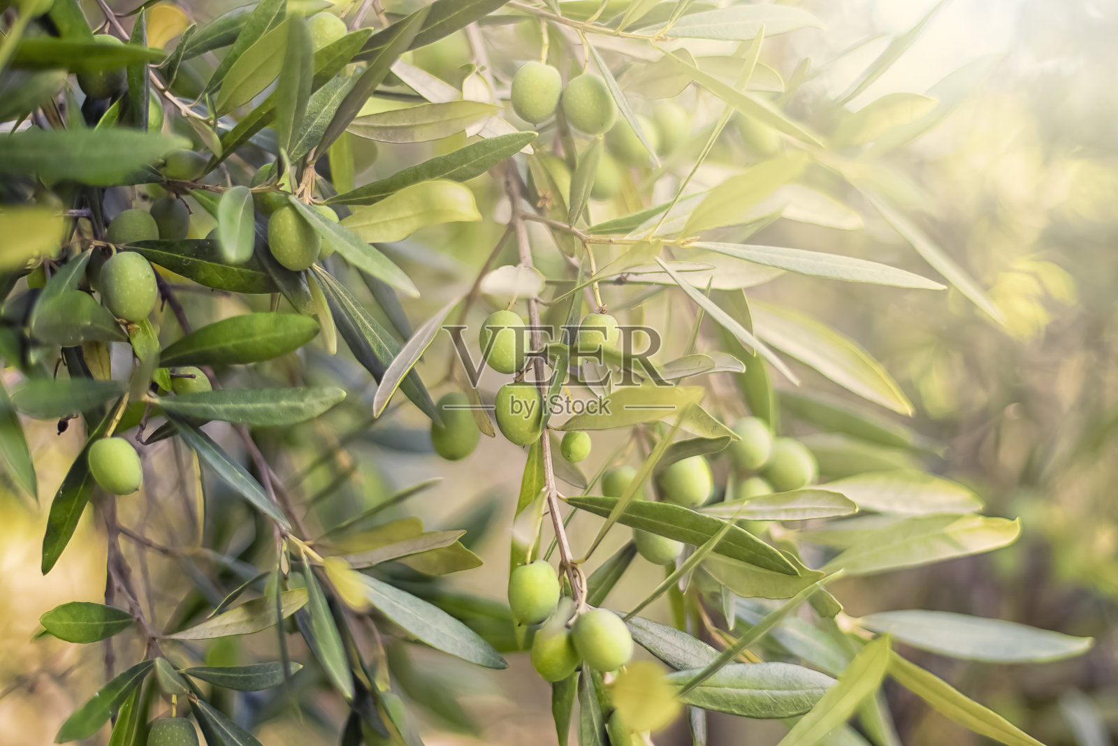 法国南部的一棵橄榄树照片摄影图片
