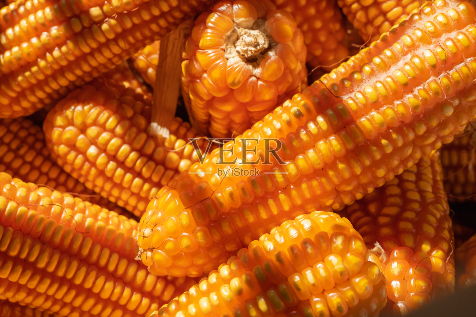 近堆成熟的黄色干燥玉米收获照片摄影图片