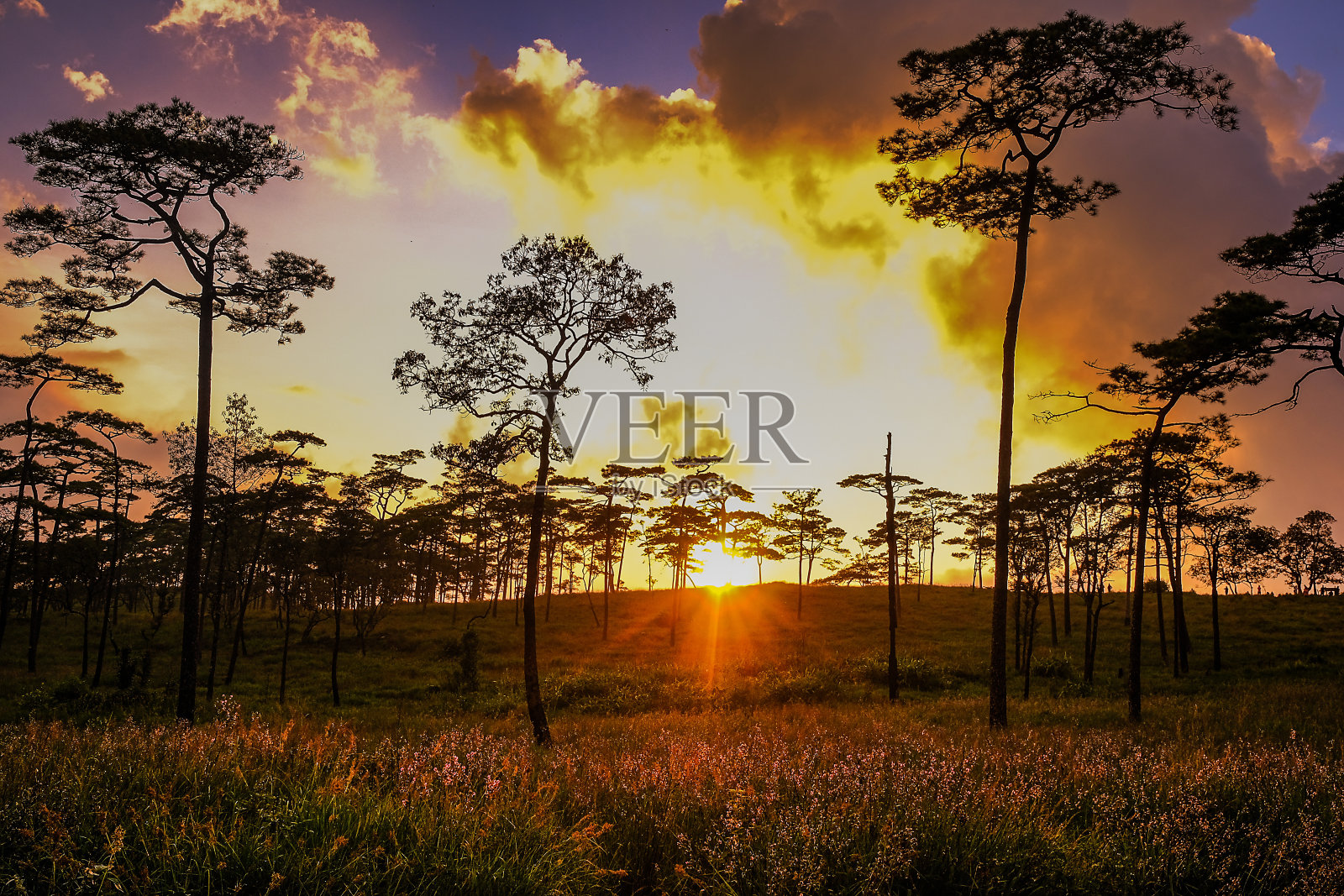 Murdannia giganteum field (Vahl.)Br。泰国福梭岛国家公园森林里的背光日落。照片摄影图片