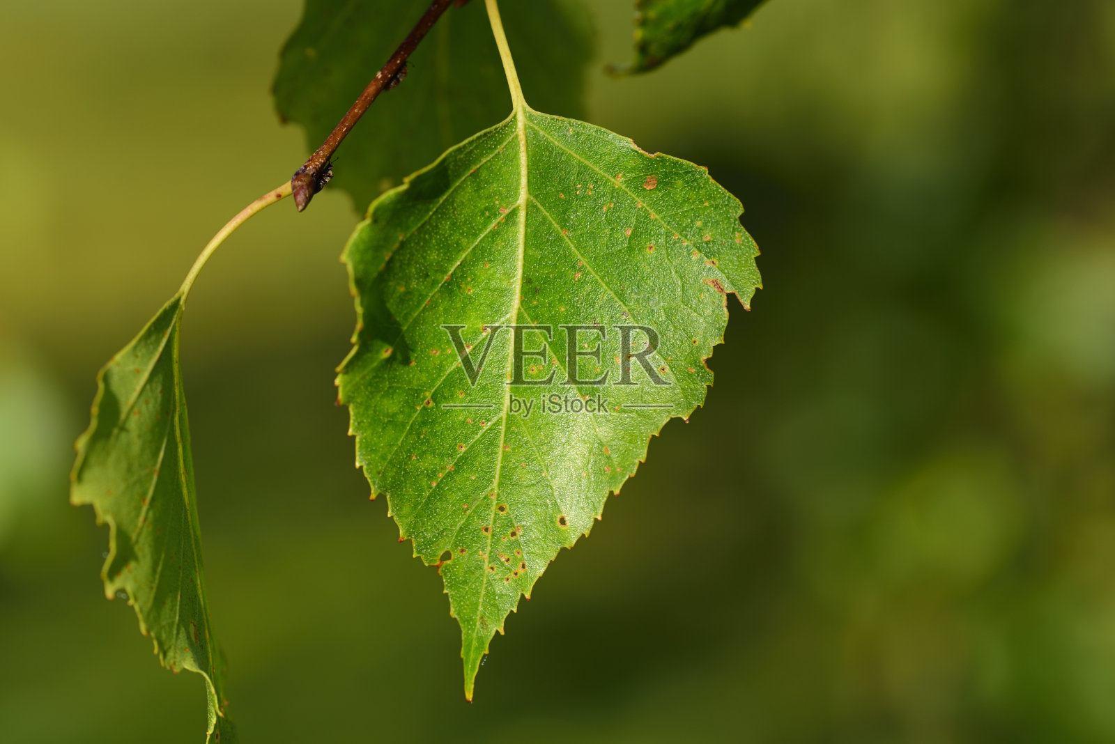一个绿色的秋天白桦叶的特写从树上挂在一个绿色的背景照片摄影图片