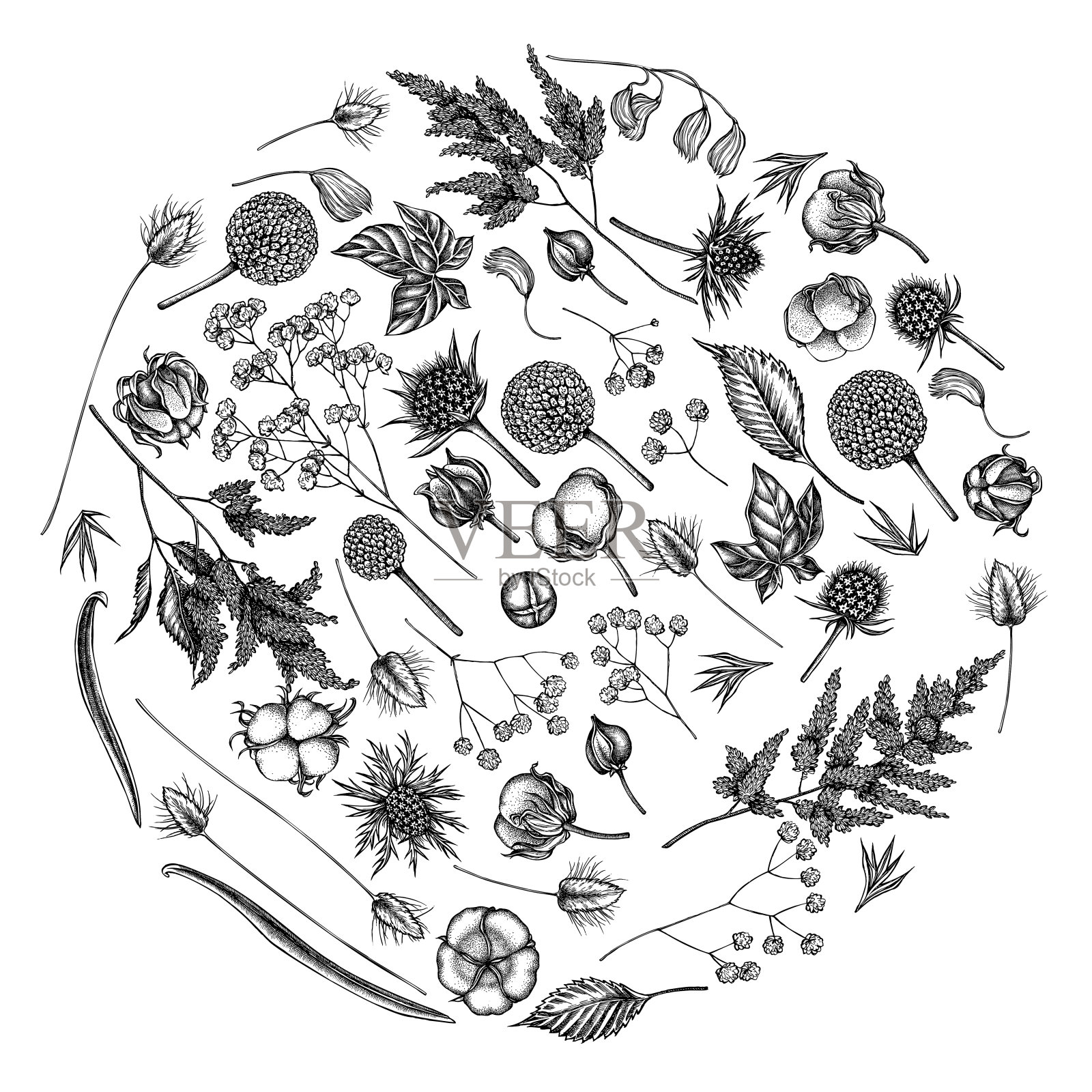 圆形花图案有黑白色落妇花，菊苣，蓝杏，兔耳草，棉花，舞毒菊插画图片素材