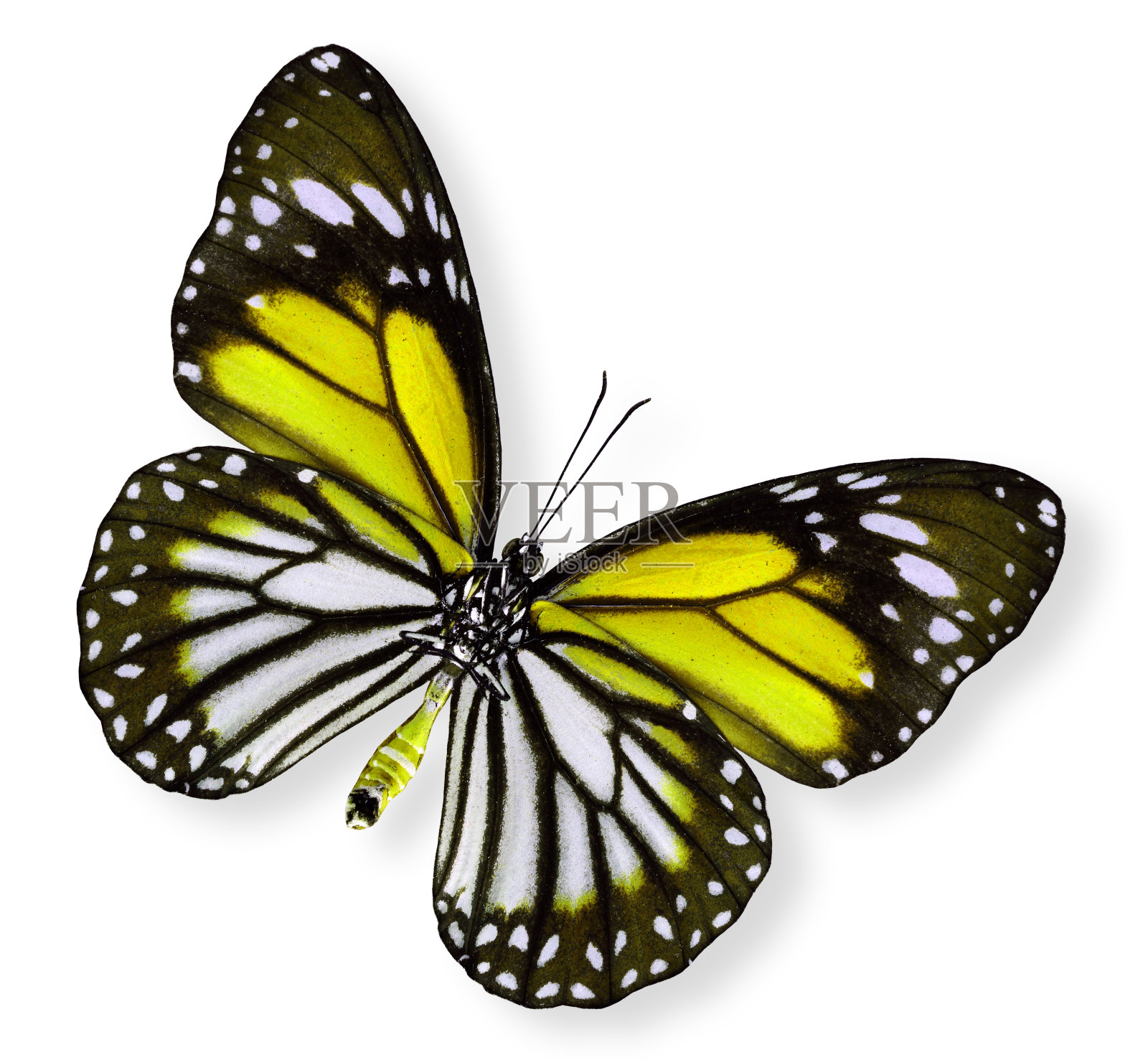 美丽的黄蝴蝶(白虎)照片摄影图片
