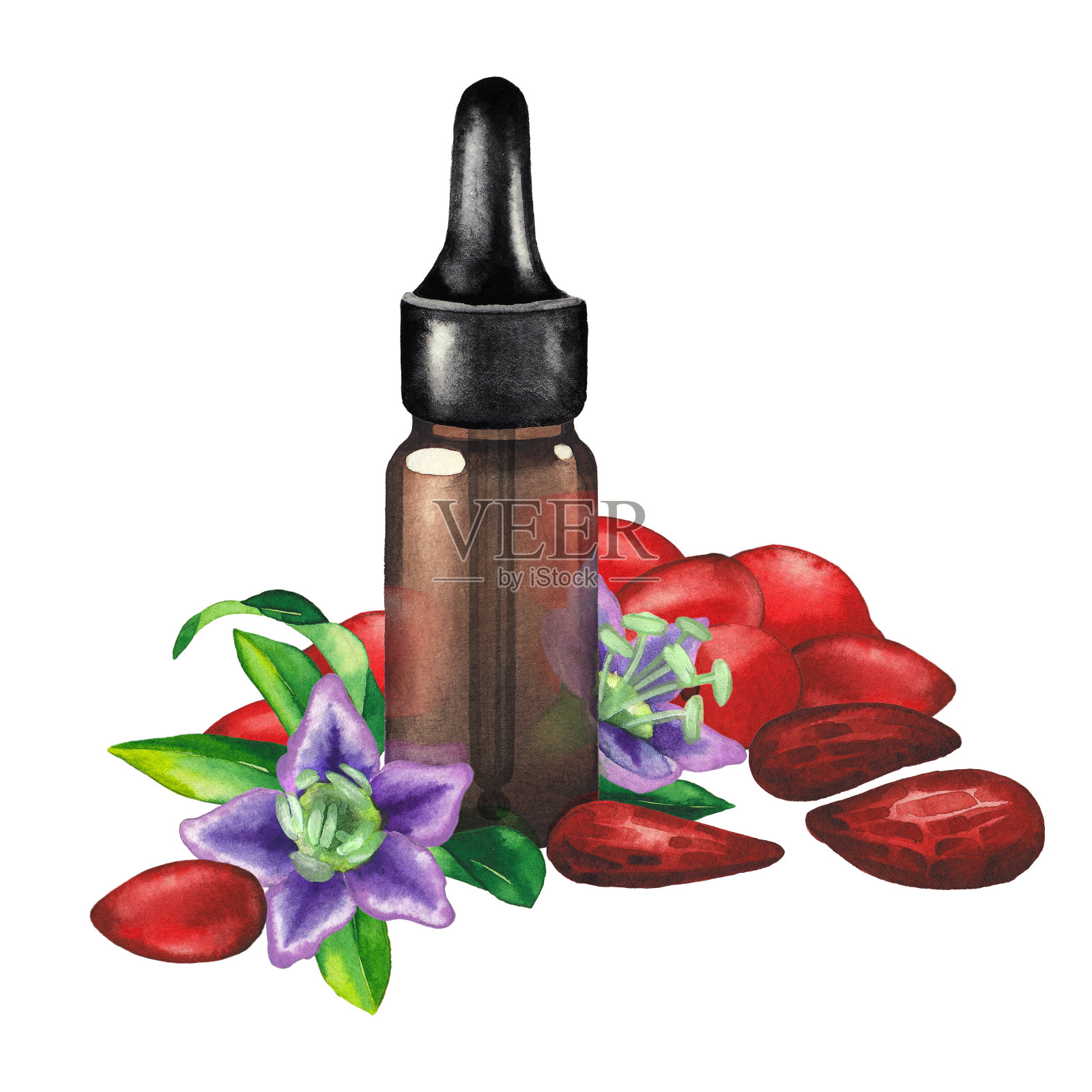 水彩精油瓶装饰枸杞浆果，树叶和花设计元素图片