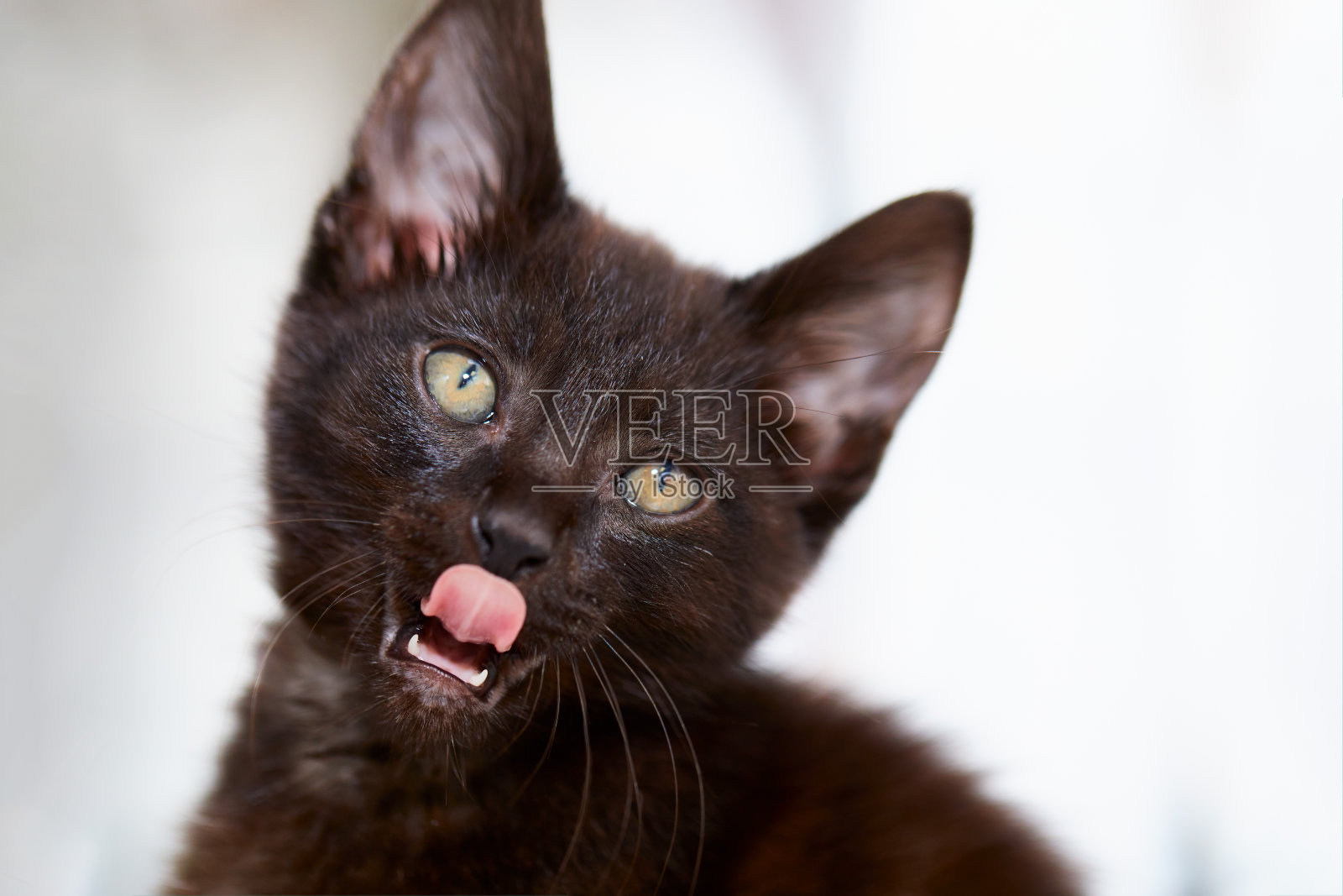 特写的黑猫与滑稽的面部表情和舌头伸出。白色抽象背景与复制空间。照片摄影图片