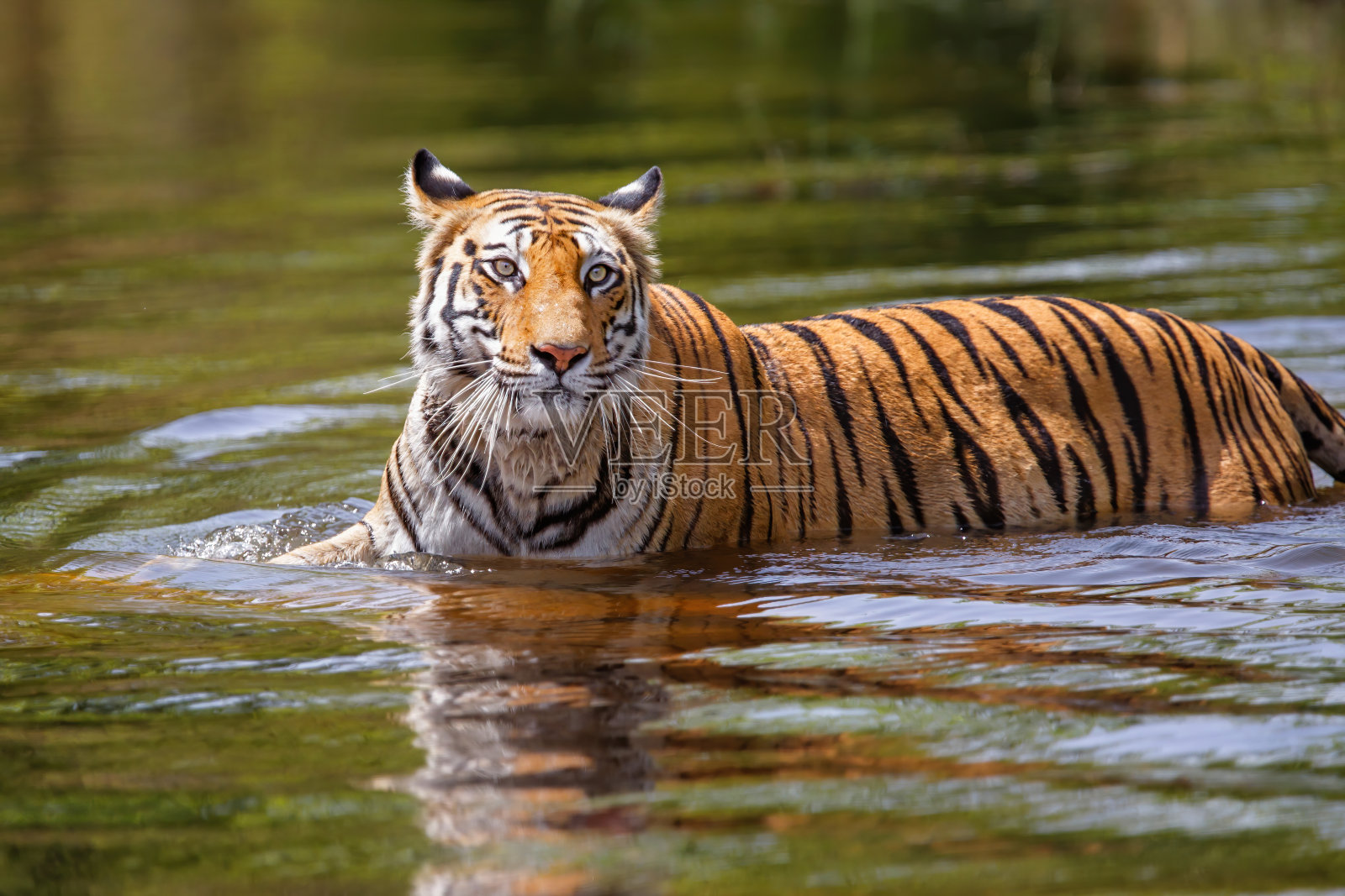 在班德哈加国家公园，老虎在水里行走照片摄影图片