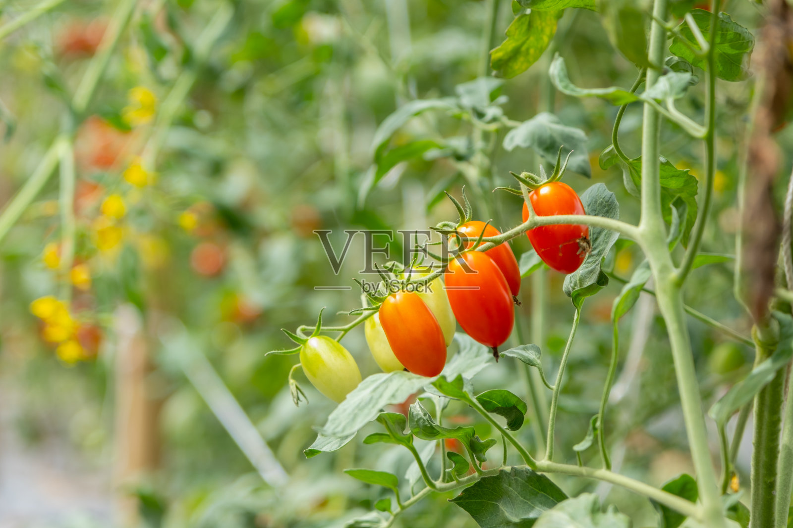 农园藤上红樱桃番茄是一种健康水果照片摄影图片