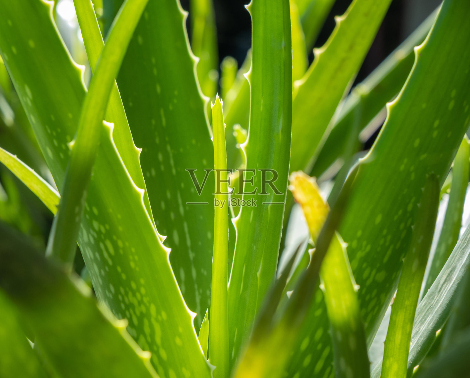 绿色芦荟草本植物，热带植物特写照片摄影图片