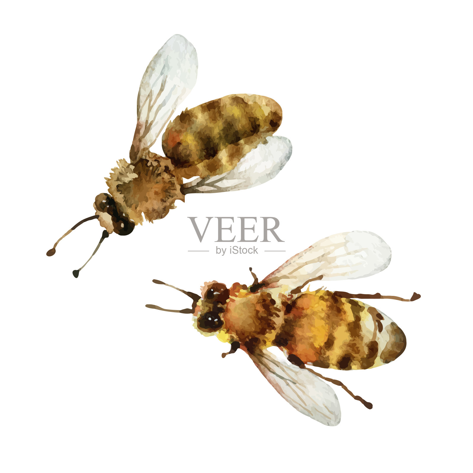 白底上的水彩画蜜蜂设计元素图片