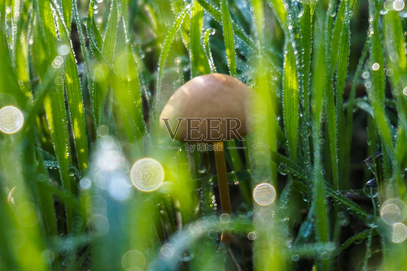特写绿色的草在露珠和蘑菇在草照片摄影图片