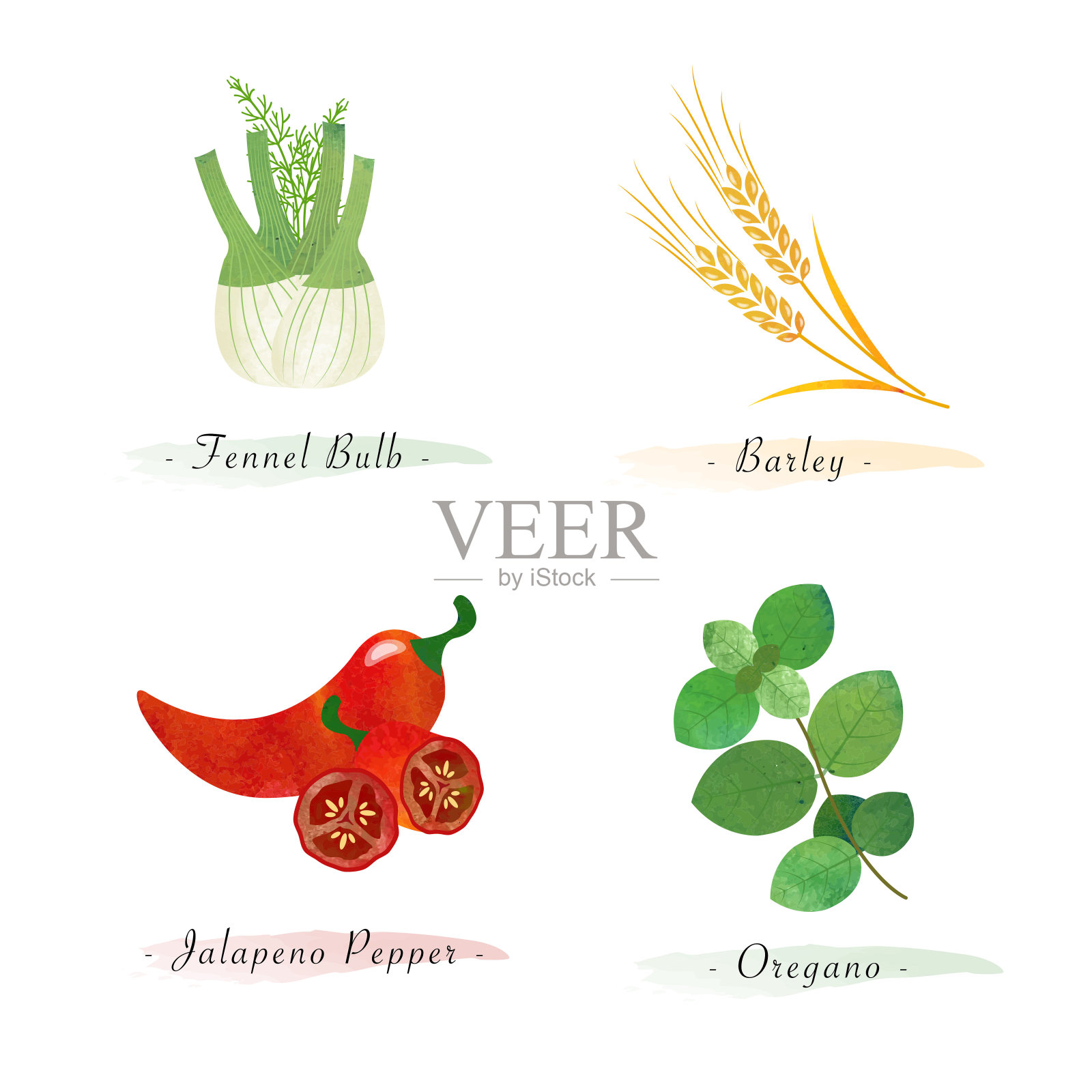 水彩健康自然有机植物蔬菜食品配料茴香球茎大麦辣椒牛至插画图片素材