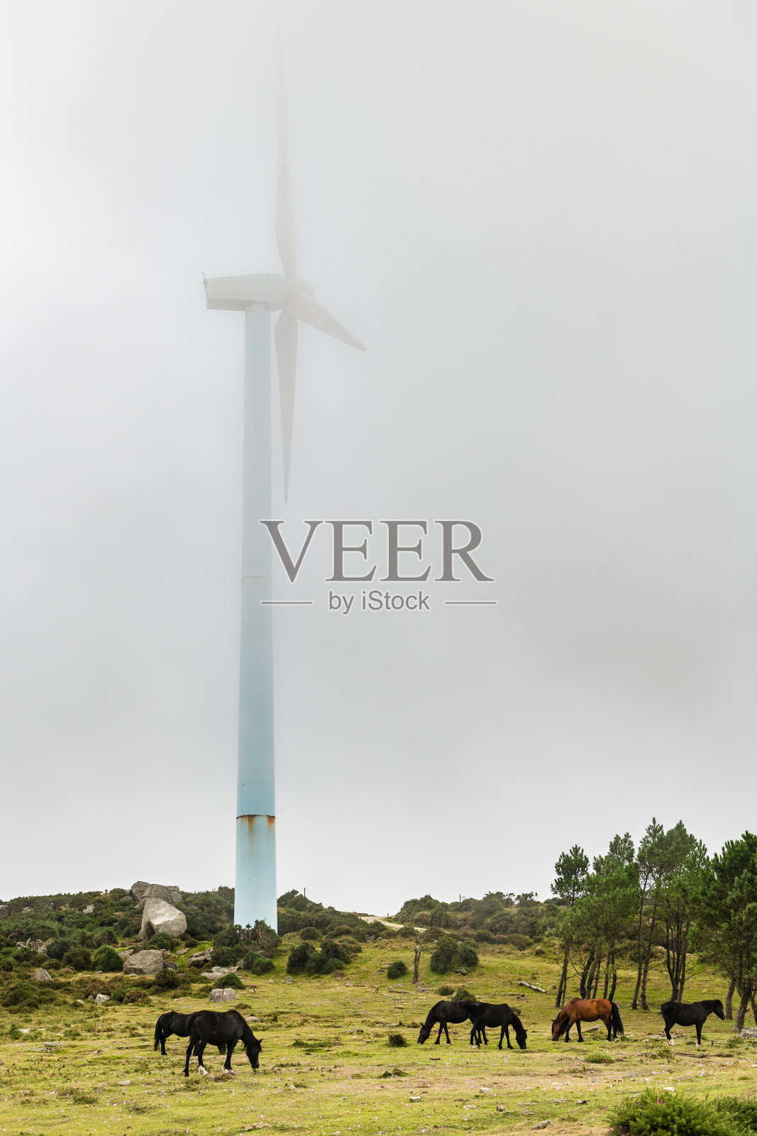加利西亚的野马和风力涡轮机照片摄影图片