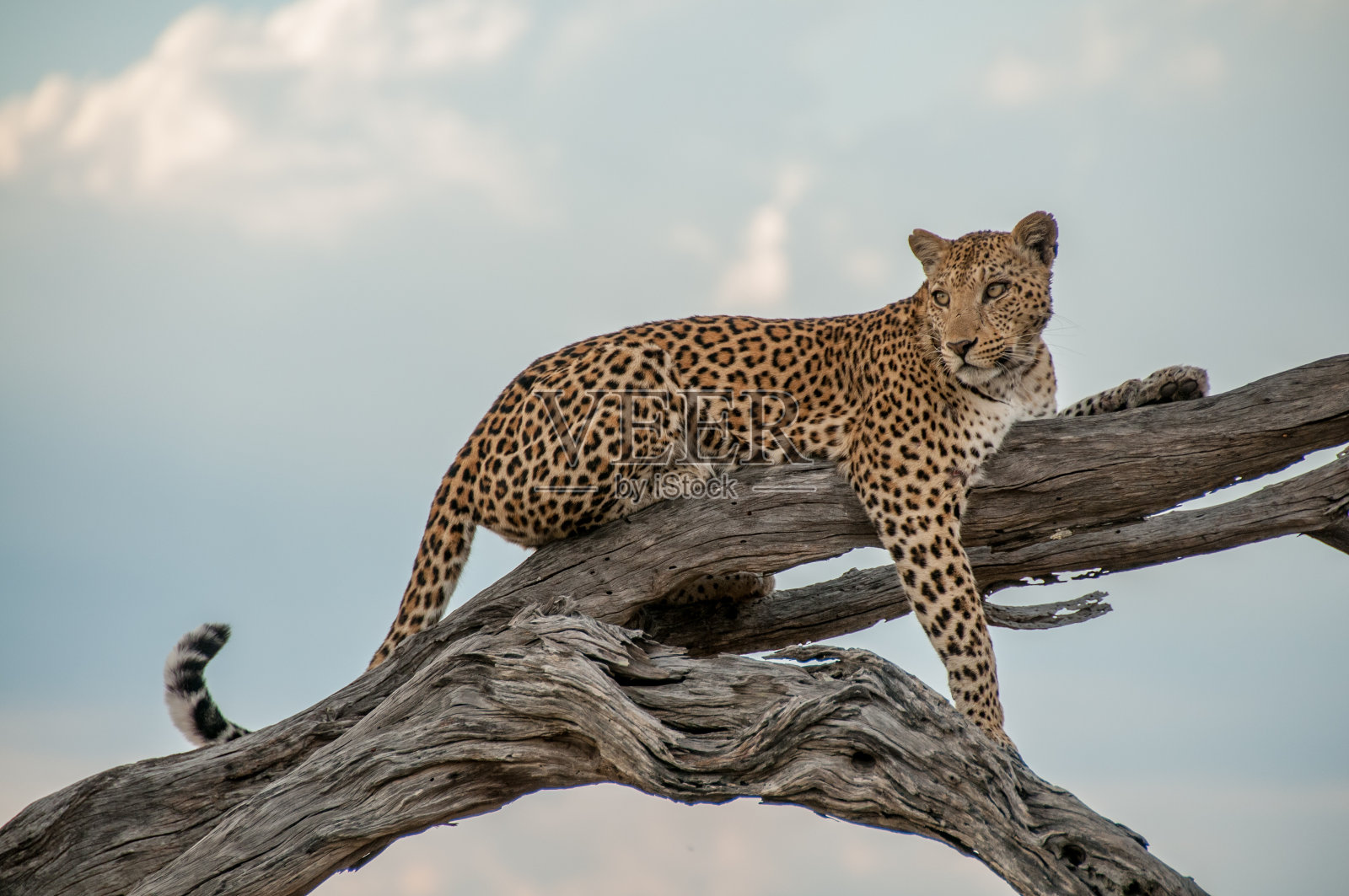 猎食后，一只小豹在树枝上休息照片摄影图片