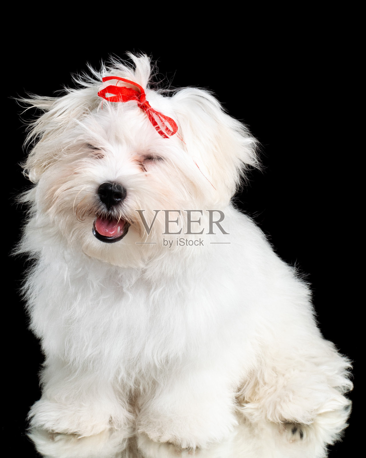 白色马耳他品种狗工作室肖像上的黑色背景照片摄影图片