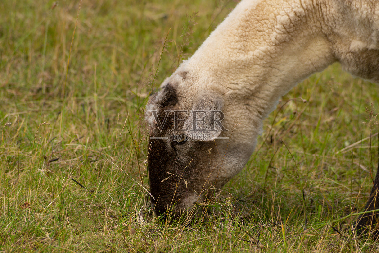 棕色白色的绵羊照片摄影图片