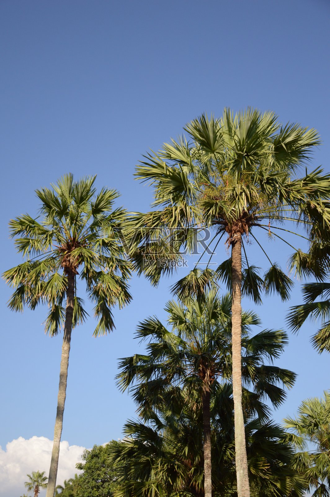 自然花园中的槟榔棕榈树照片摄影图片