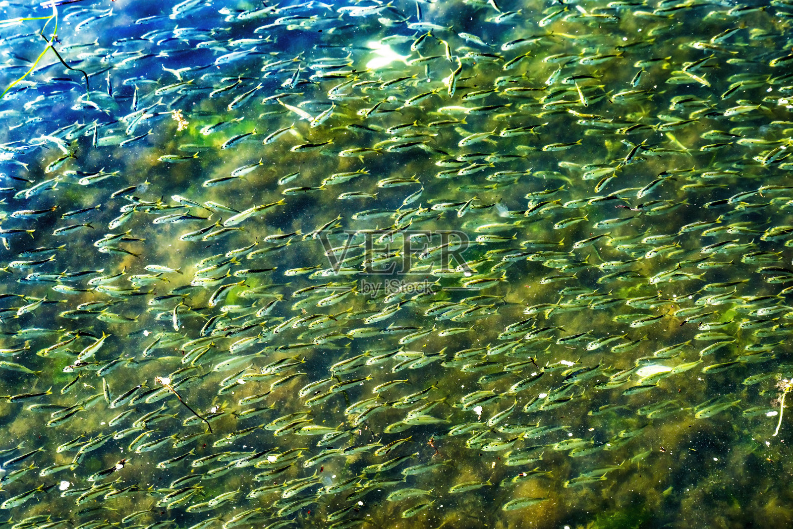 麻萨诸塞州达特茅斯的巴旦亚拉姆港挤满了鲱鱼照片摄影图片
