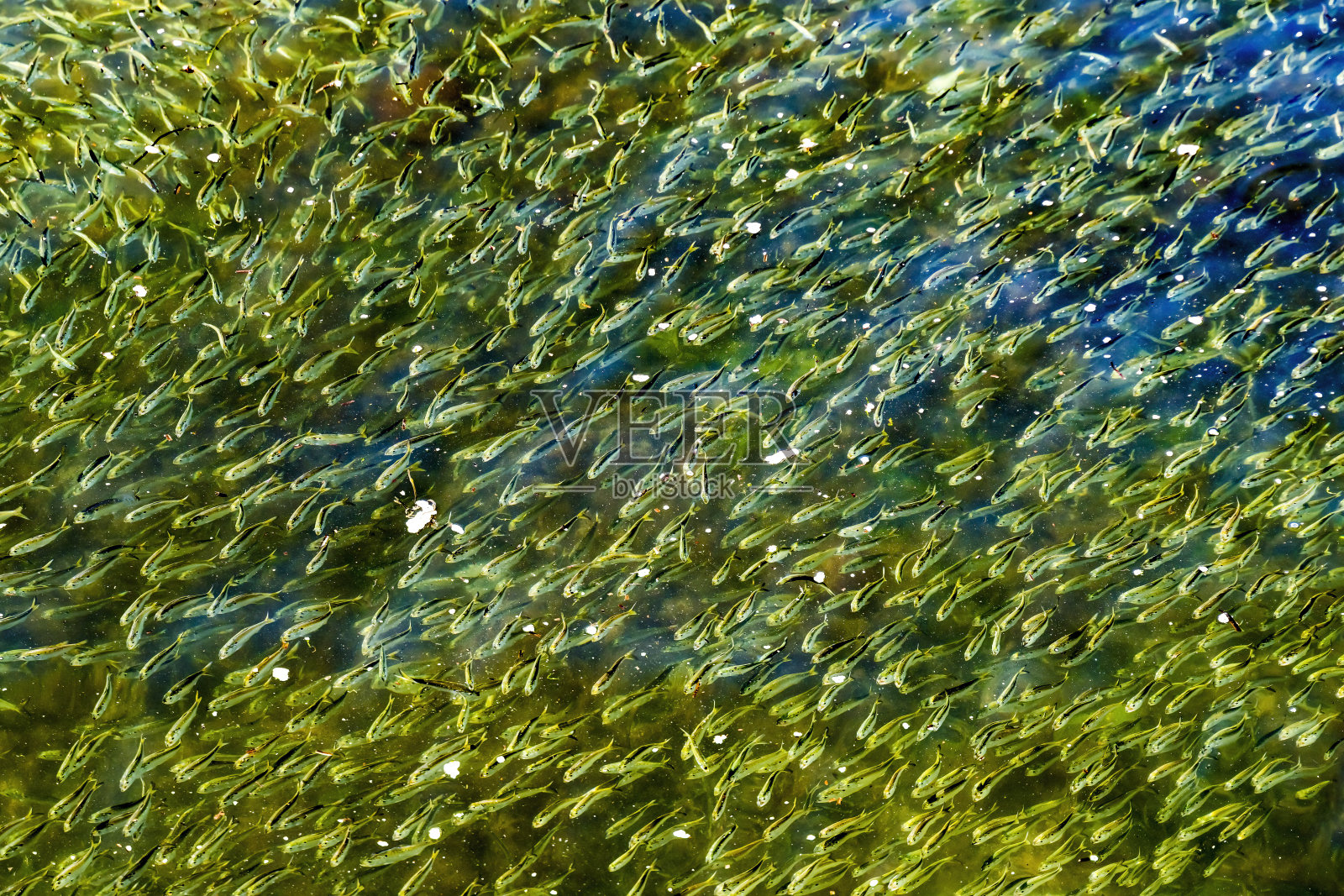 麻萨诸塞州达特茅斯的巴旦亚拉姆港挤满了鲱鱼照片摄影图片