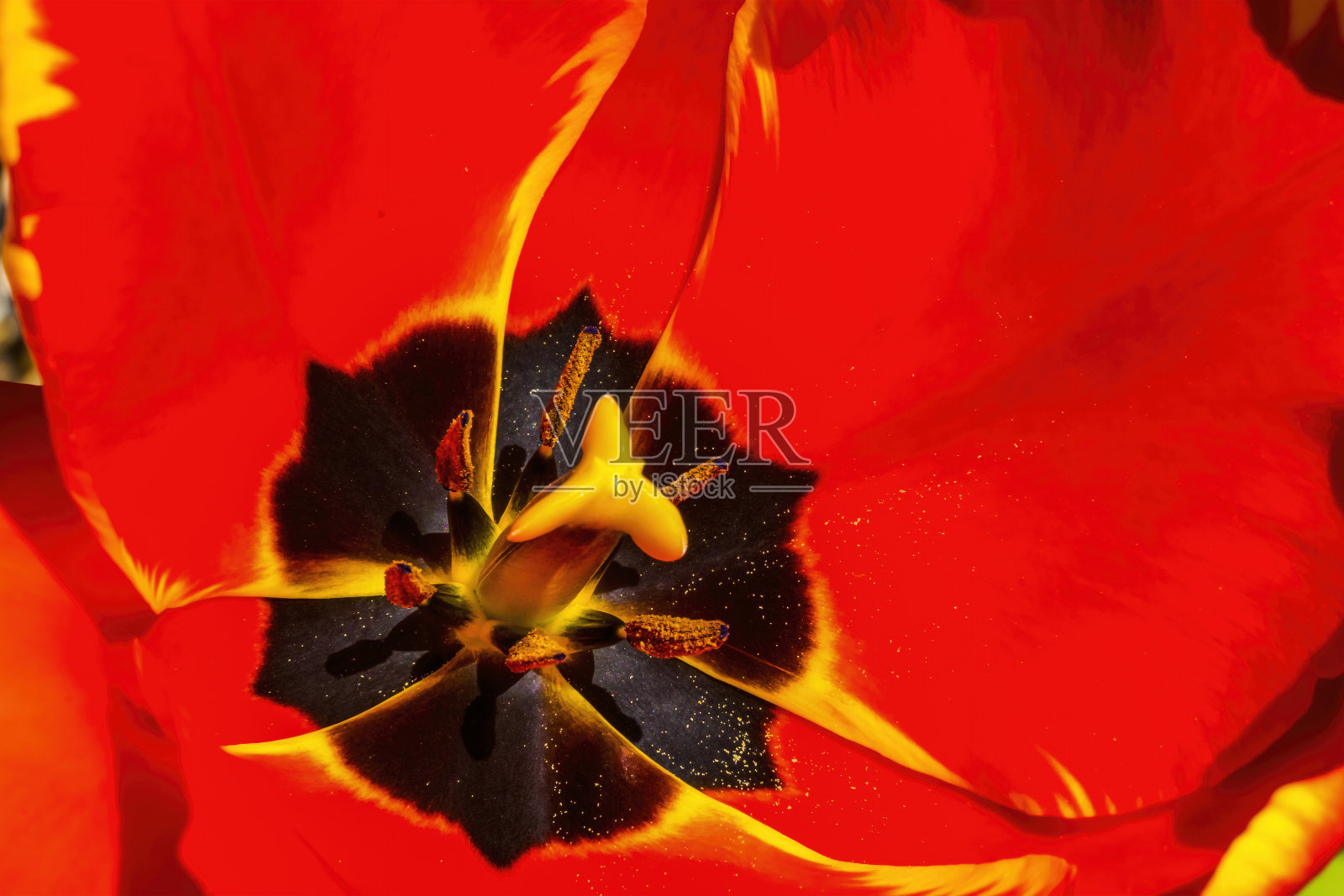 红黄巴尼亚卢卡郁金香盛开的宏照片摄影图片