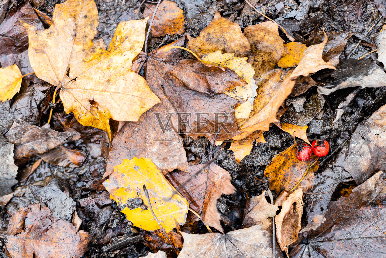 潮湿的落叶和成熟的山楂浆果照片摄影图片