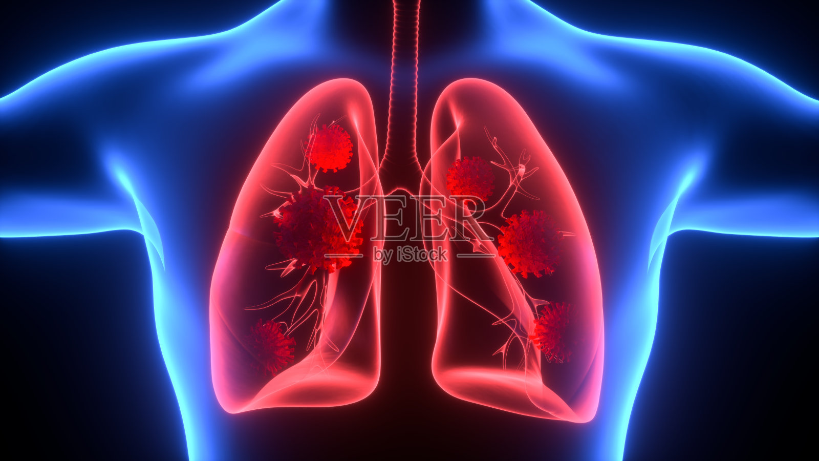肺的3D插图，医学概念照片摄影图片