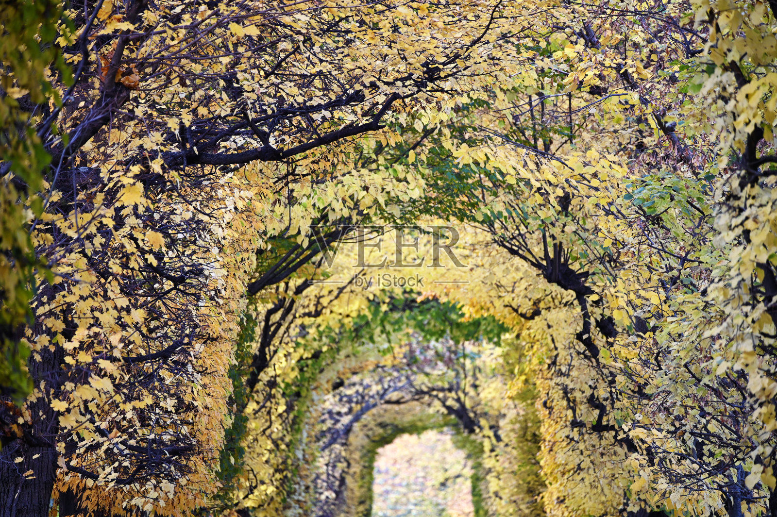 秋天的维也纳，树叶五彩缤纷的树木照片摄影图片