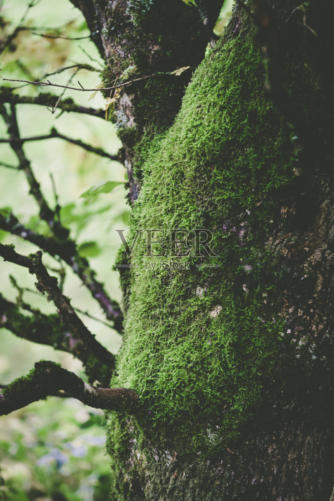 苔藓在树照片摄影图片