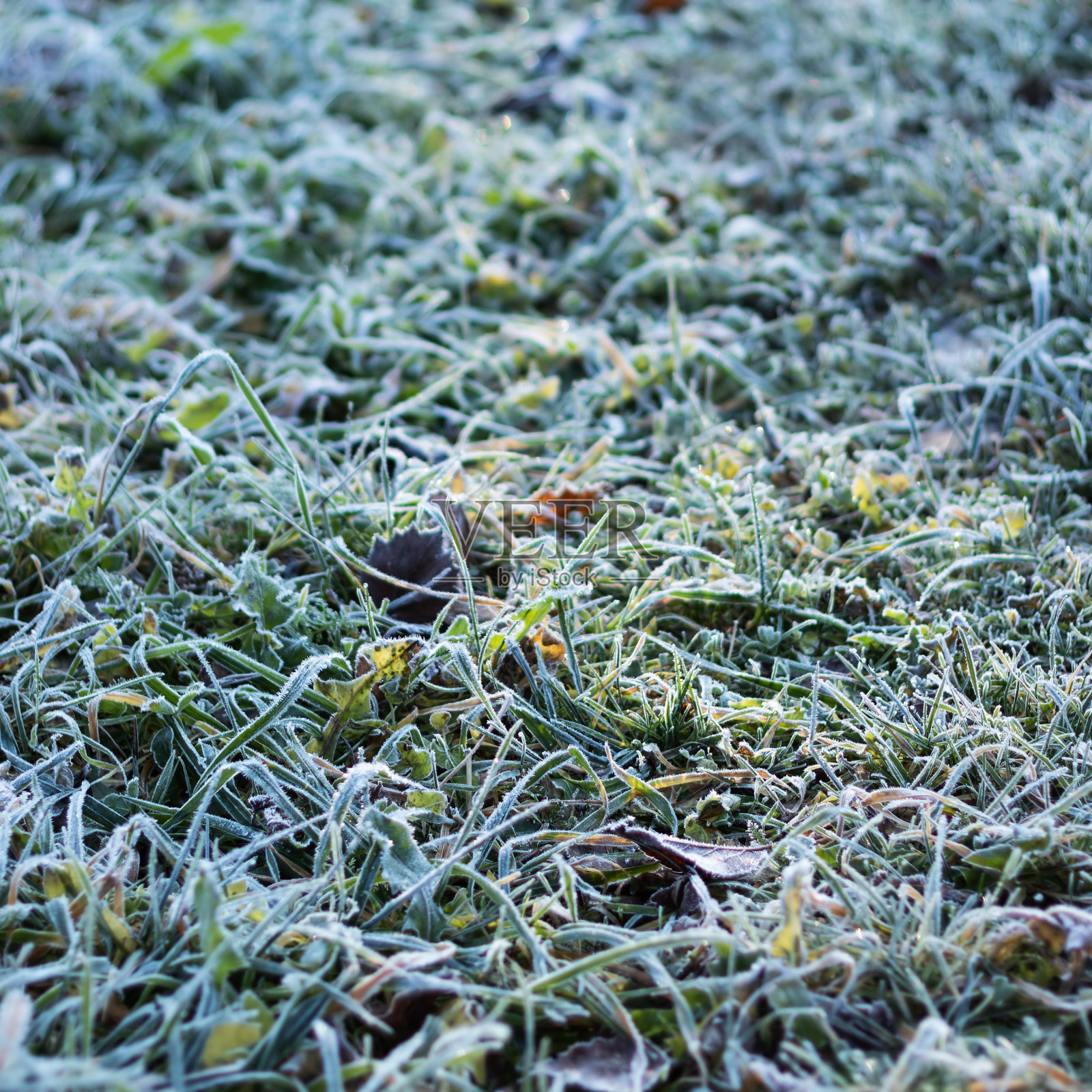 绿草如霜，在明亮的阳光下，选择性聚焦照片摄影图片