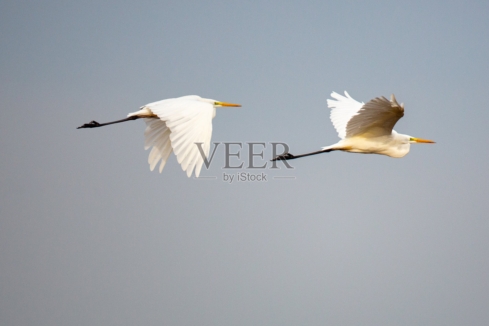 两只飞翔的银鹭照片摄影图片