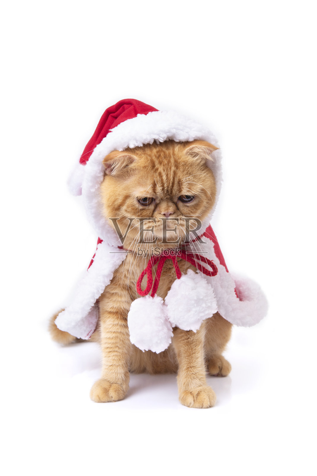 苏格兰折叠猫穿着红色圣诞老人大衣向下看地板上的白色背景。照片摄影图片