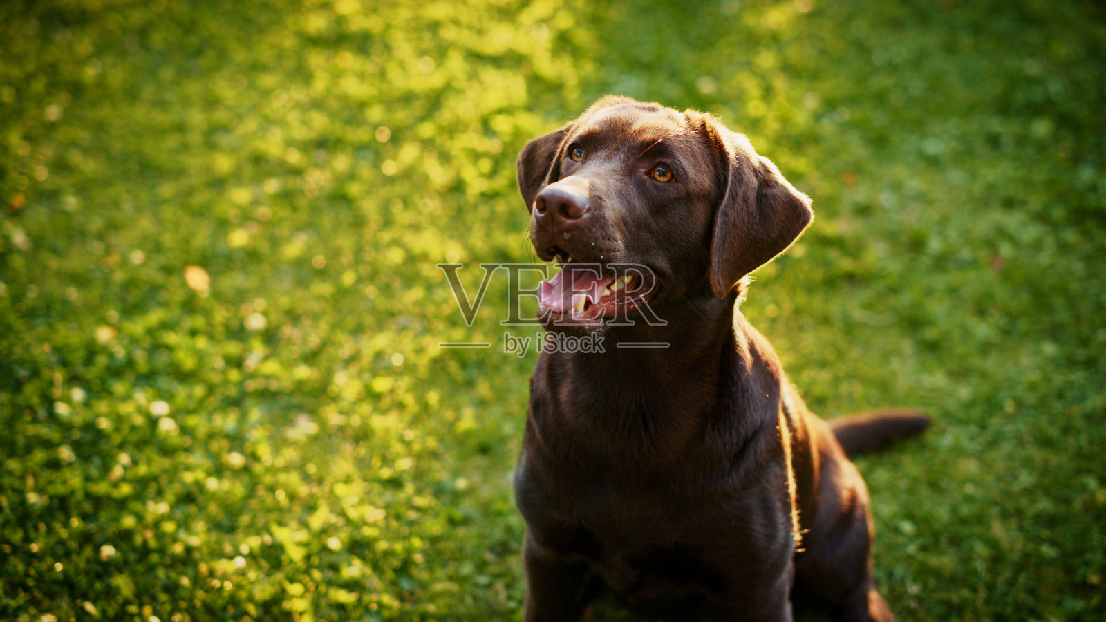 英俊的诺贝尔血统棕色拉布拉多寻回犬看着相机，在户外的绿色草坪上玩。肖像拍摄的一个快乐的幼犬在一个阳光明媚的日子的户外照片摄影图片