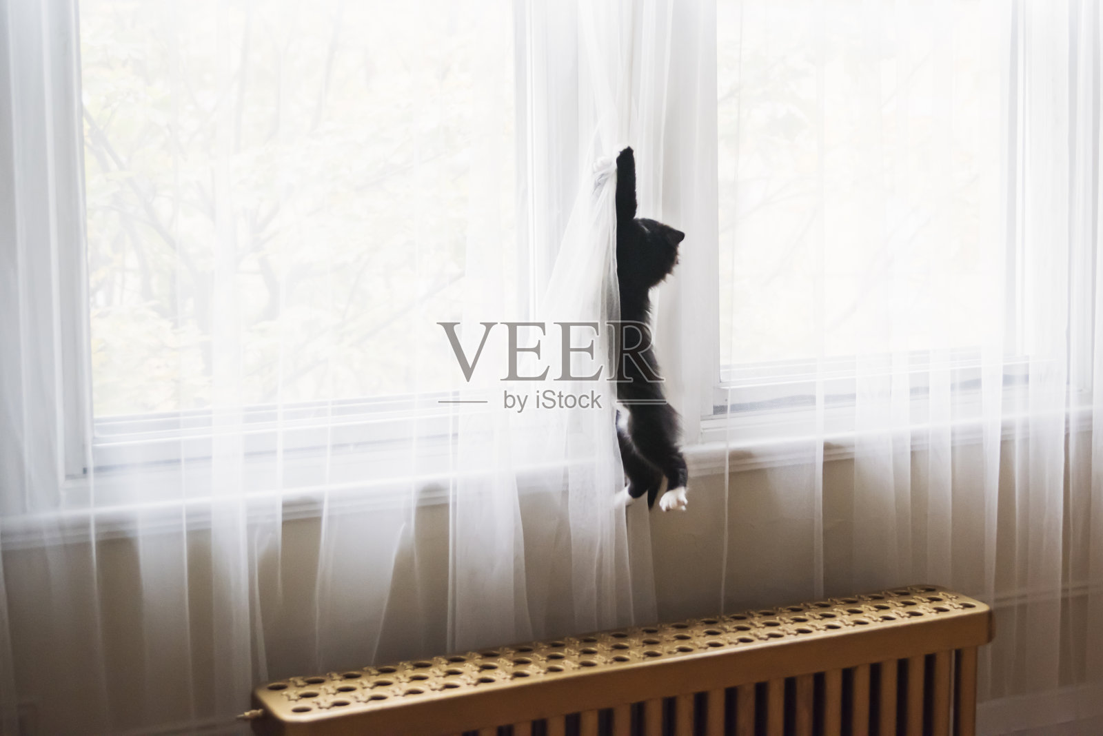 3个月非常活跃的小猫爬窗帘。照片摄影图片
