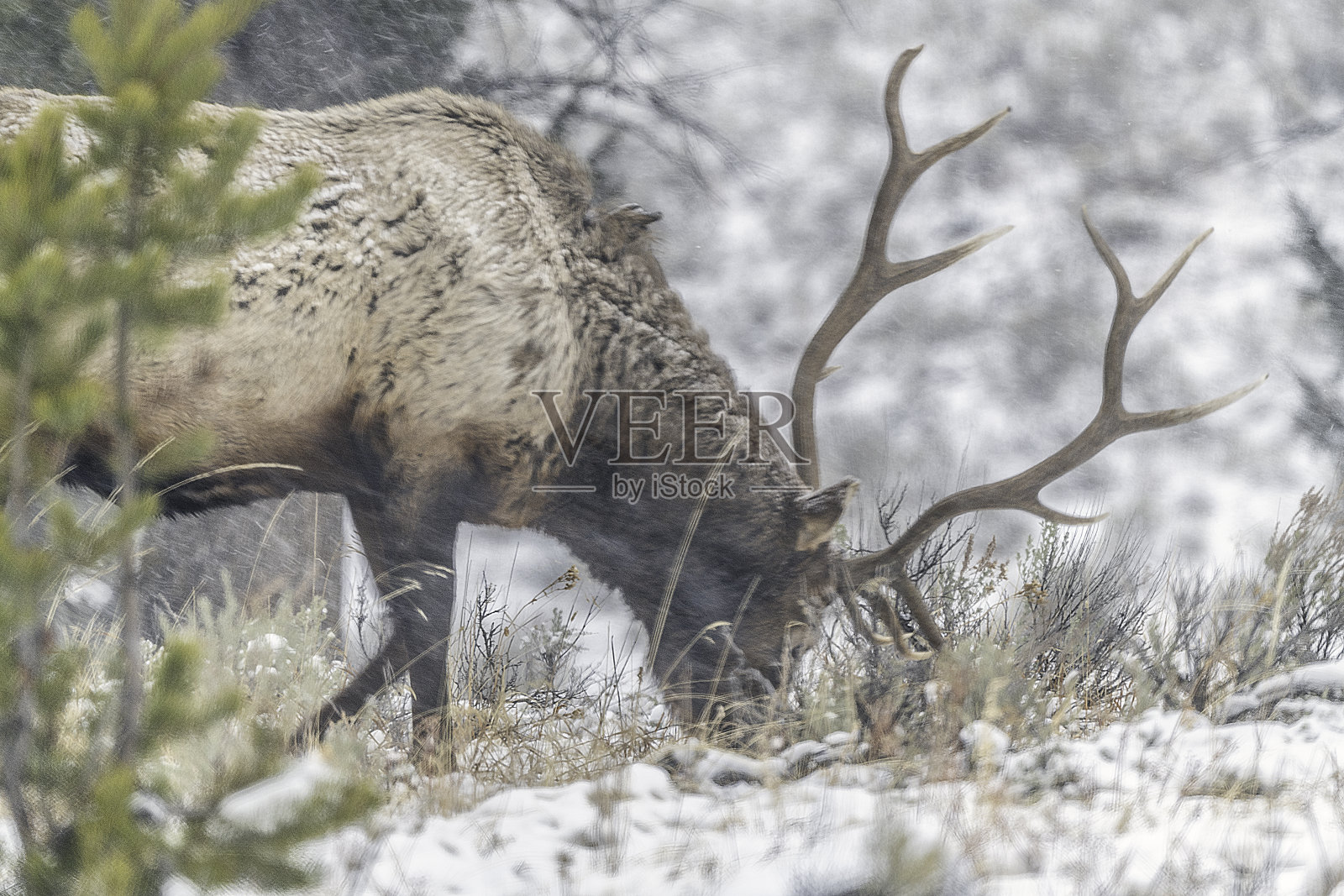 公麋鹿在白雪覆盖的森林里吃草照片摄影图片