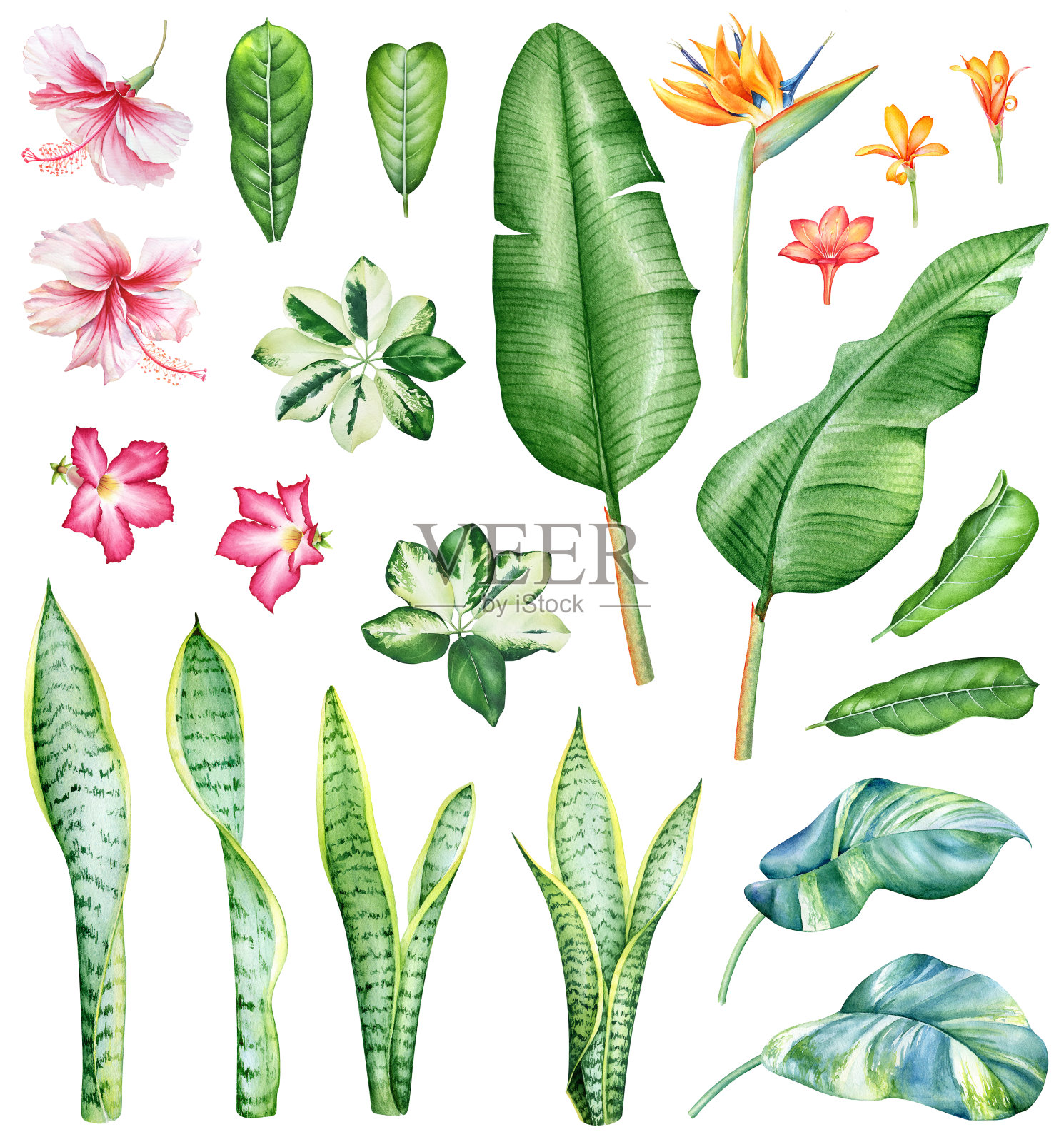 收集热带植物和花卉插画图片素材