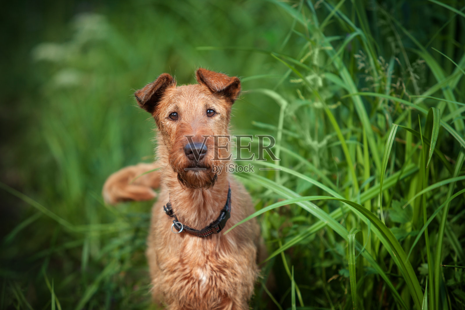 一条红色的猎狗站在绿草的背景下。照片摄影图片