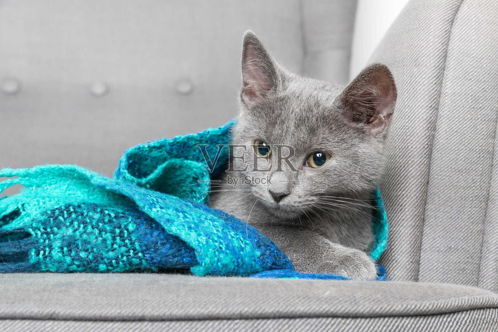 毯子下面的灰色小猫照片摄影图片