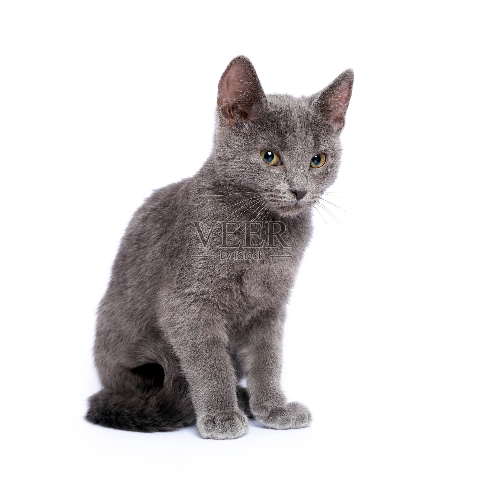 灰色小猫孤立在白色背景照片摄影图片