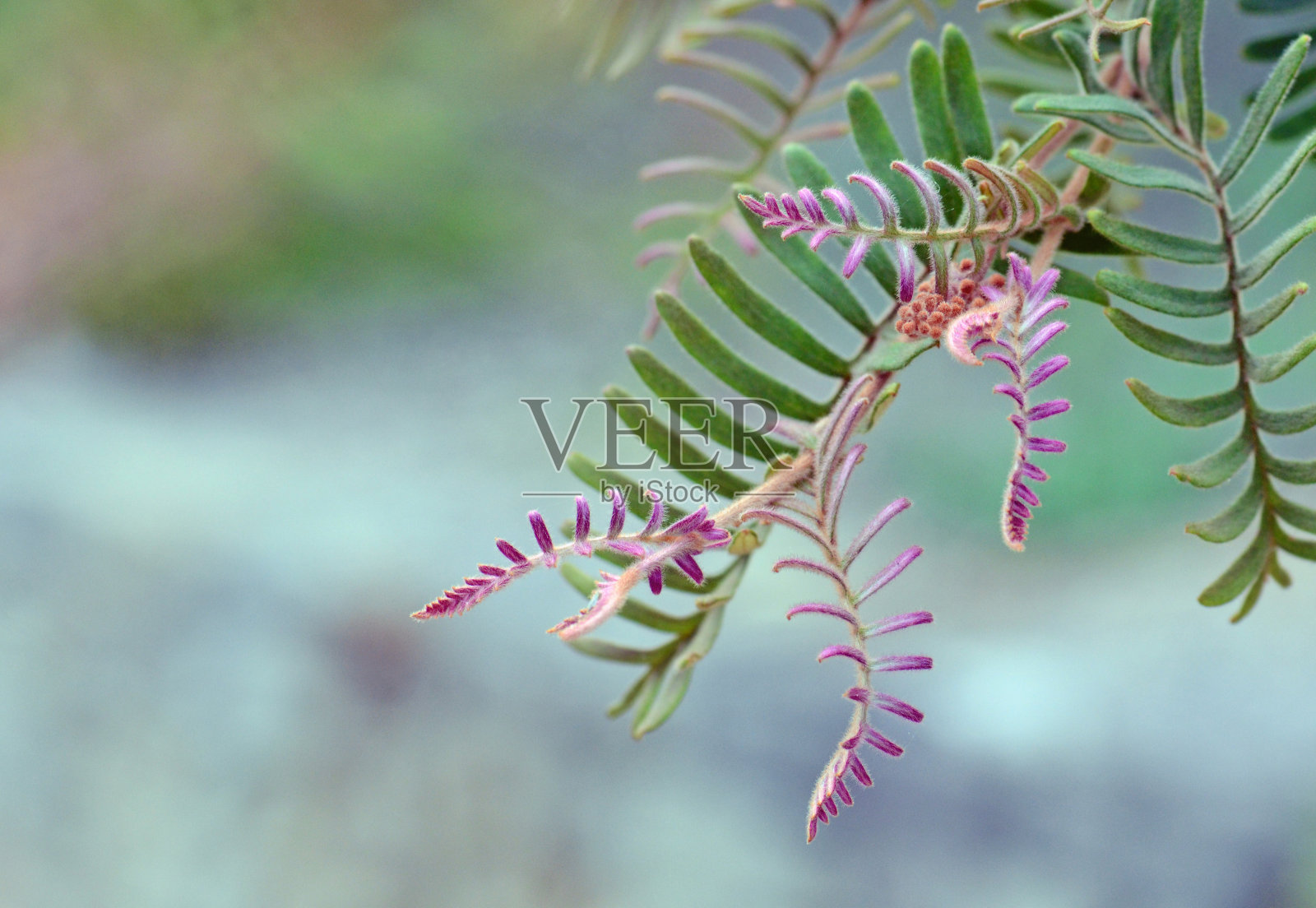 叶子和粉红色的新生长的澳大利亚土生花椒，花椒科照片摄影图片