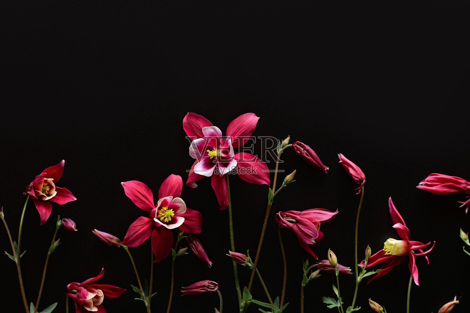 红色aquilegia花在黑色的背景。美丽的花的背景。平的。照片摄影图片