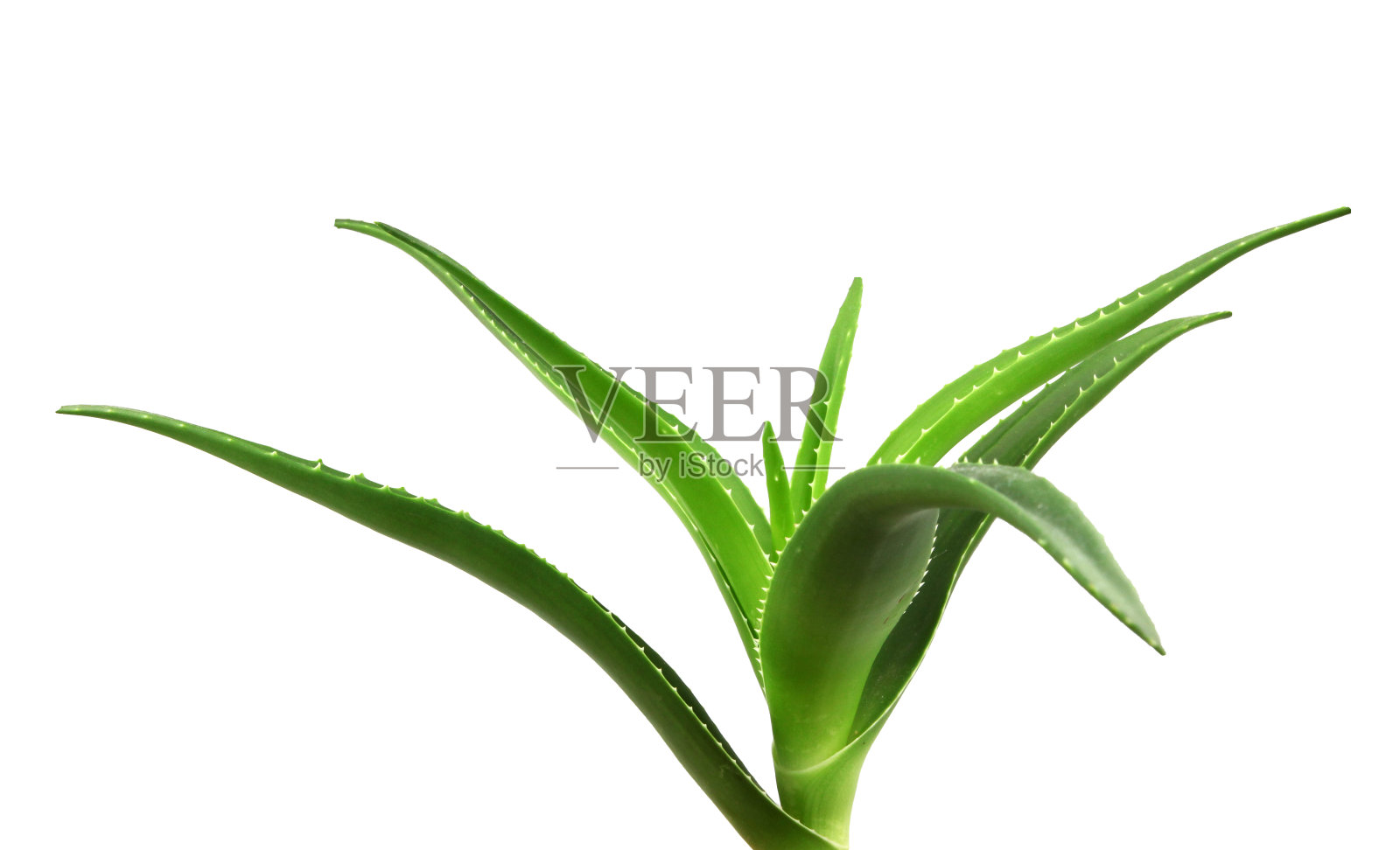 白色背景上分离的芦荟植物。芦荟是芦荟属的一种多肉植物。它被种植用于农业和医药用途照片摄影图片