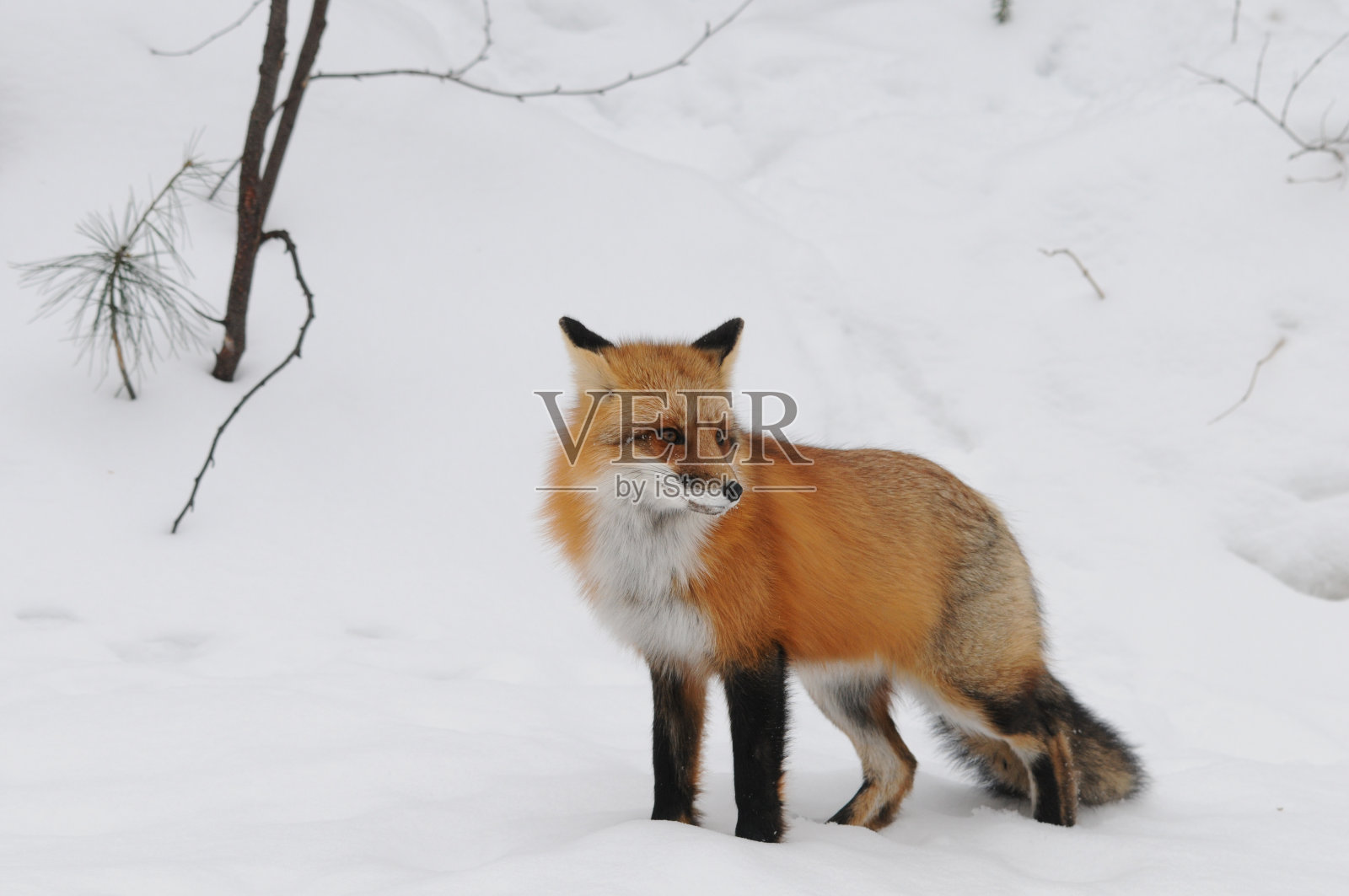 红狐特写特写在冬季的环境和栖息地中以雪为背景展示浓密的狐狸尾巴、皮毛和向右侧看。狐狸的形象。福克斯肖像。福克斯的画面。狐狸库存图片。照片摄影图片