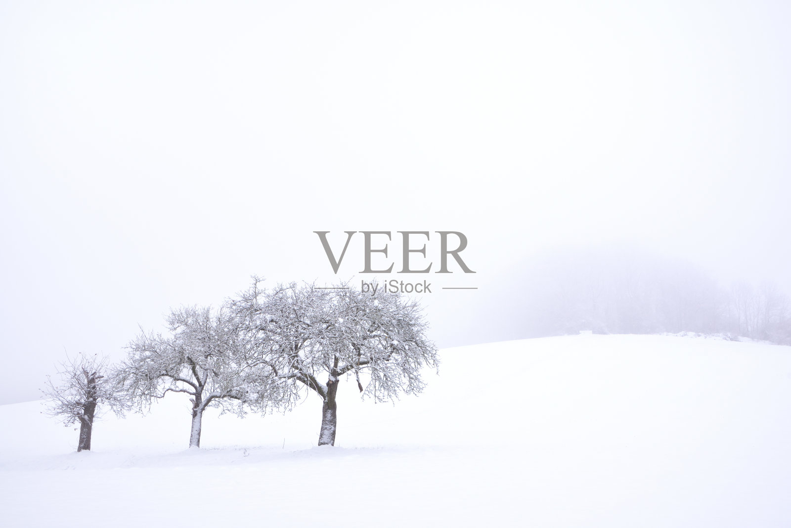 在巴伐利亚州广阔的景色中，三棵光秃秃、多节的果树伫立在冬天的雪地里照片摄影图片