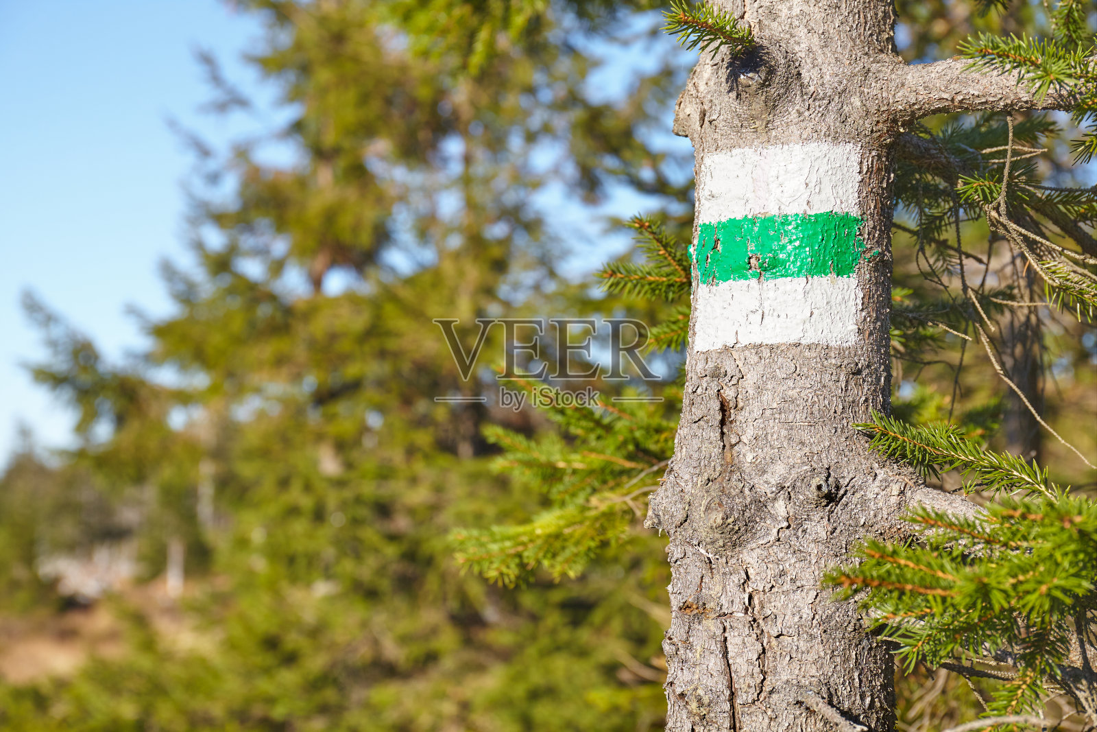 树上的绿色徒步小径标志。照片摄影图片