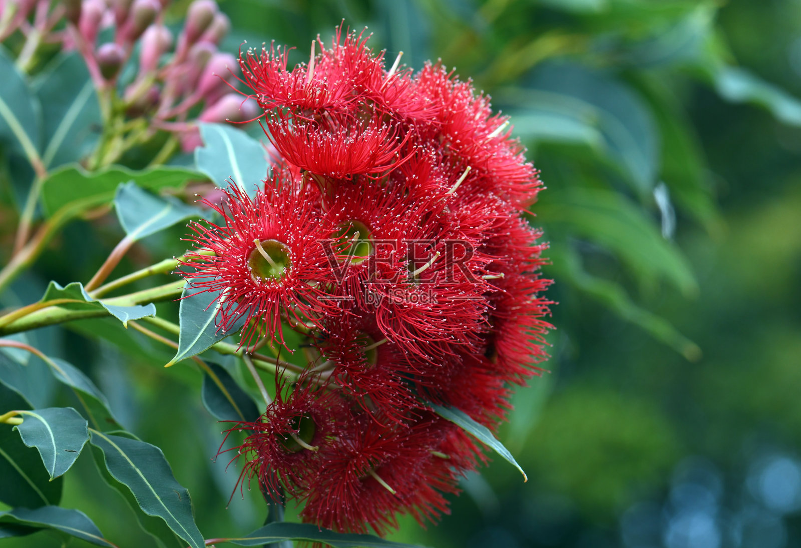 红开花桉树开花和芽，山药Corymbia ficifolia野火品种，桃金娘科。西澳大利亚西南海岸奥尔巴尼附近斯特林山脉特有。照片摄影图片