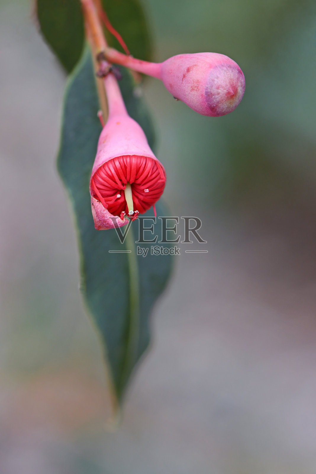 澳大利亚本土开花的橡胶树Corymbia ficifolia的粉红色花蕾和开放的红色花朵照片摄影图片
