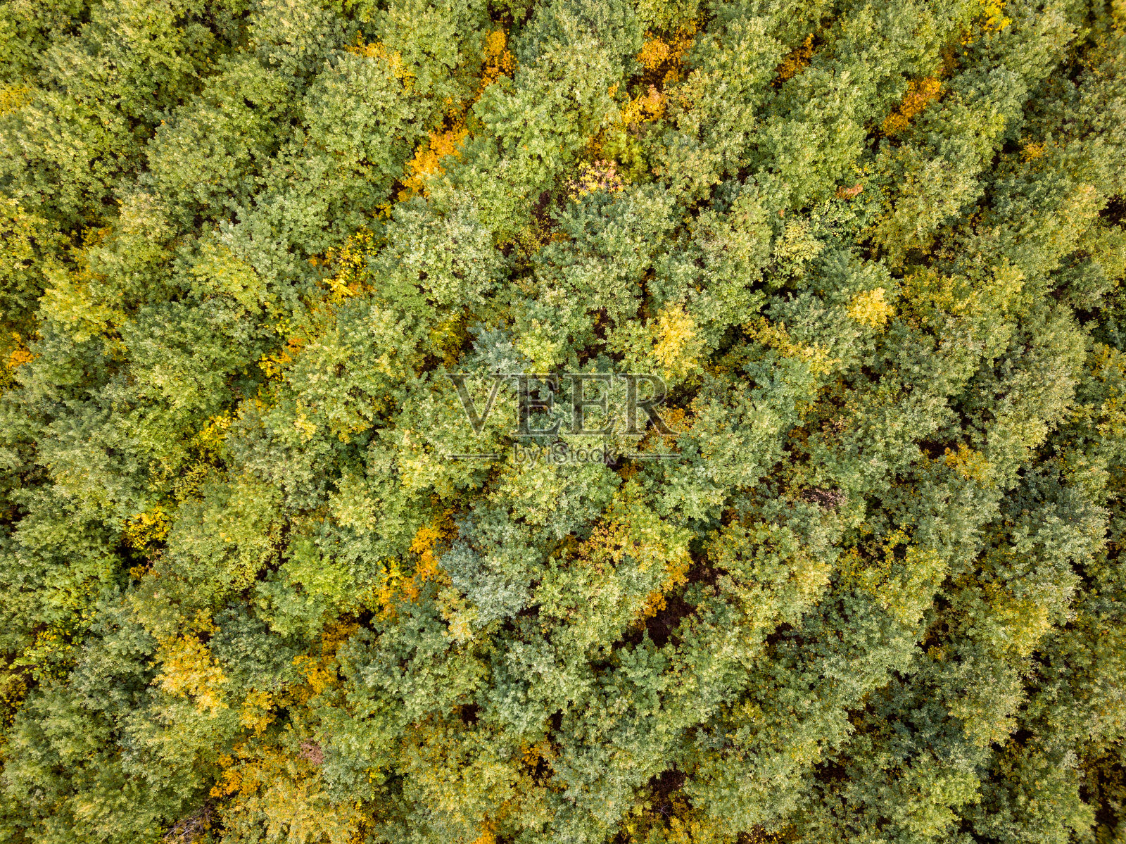 一架无人机从幼树上方俯瞰秋天森林。照片摄影图片
