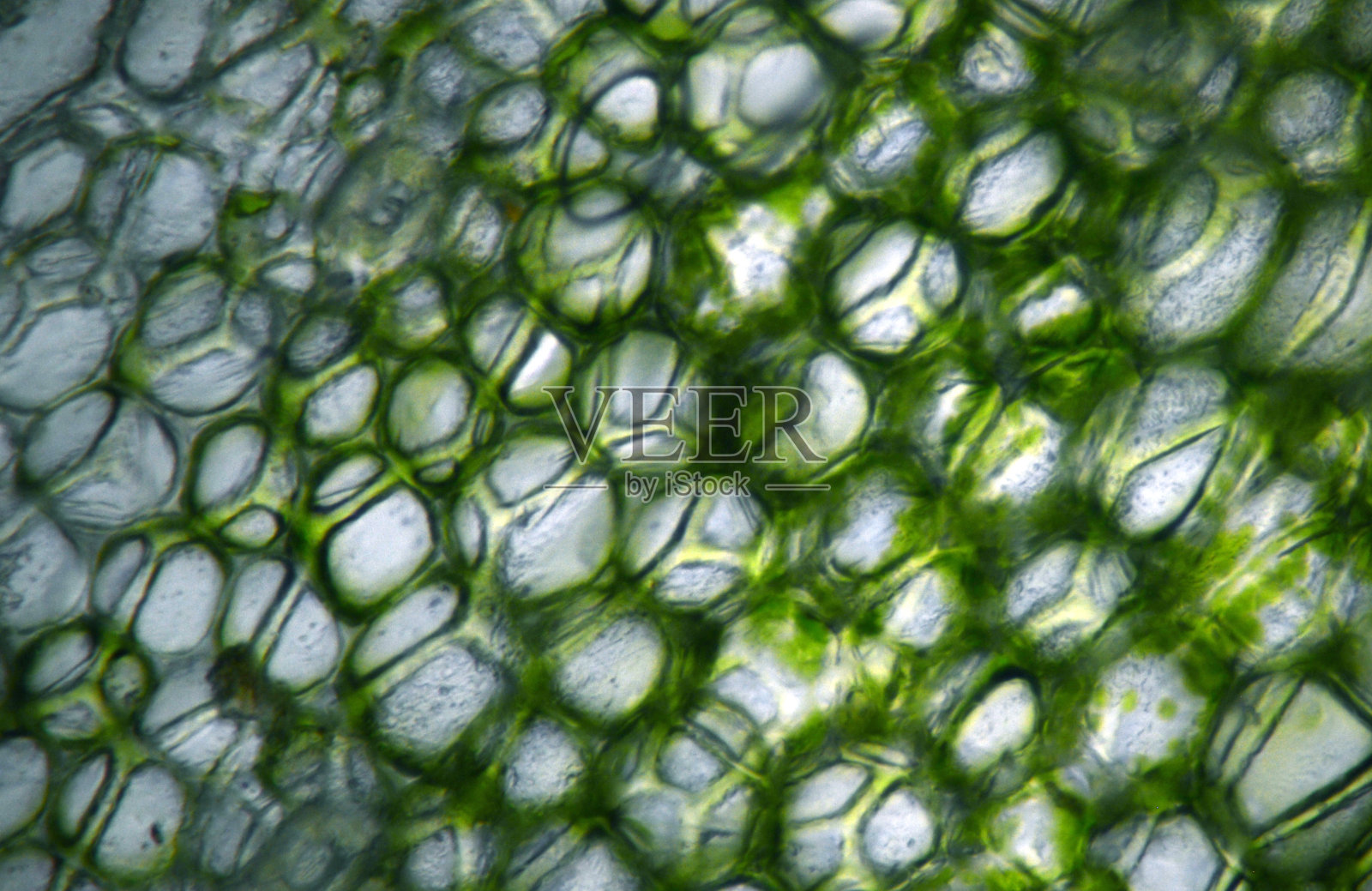 显微镜下的细胞照片摄影图片
